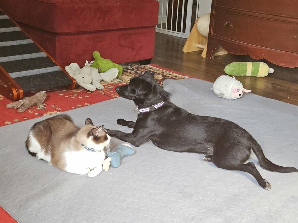 Enlarge Ro-Bear, a ADOPTABLE mixed breed in Greenville, SC image 4/6