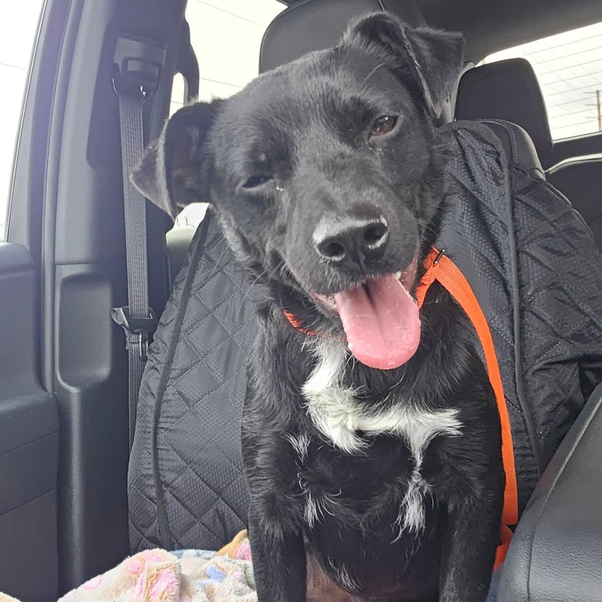 Enlarge Ro-Bear, a ADOPTABLE mixed breed in Greenville, SC image 2/6
