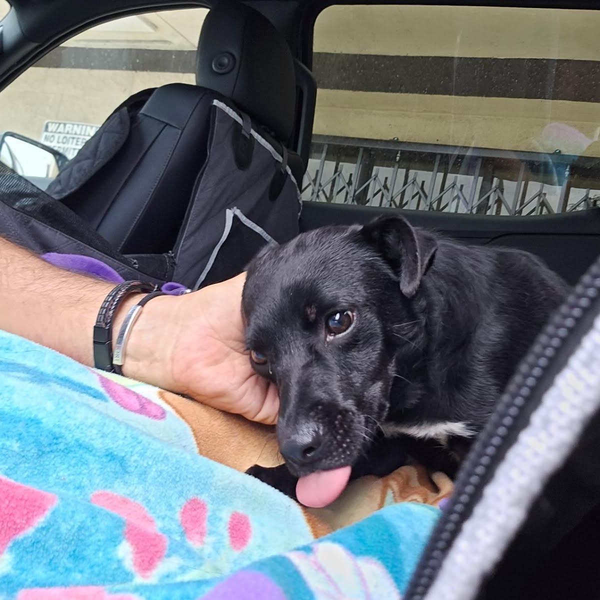 Enlarge Ro-Bear, a ADOPTABLE mixed breed in Greenville, SC image 5/6