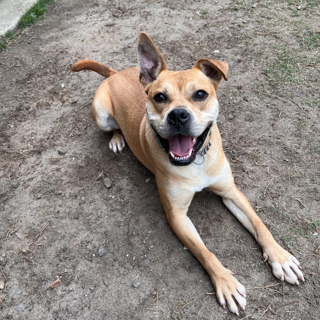 Luna, Adoptable, Adult Female Boxer.