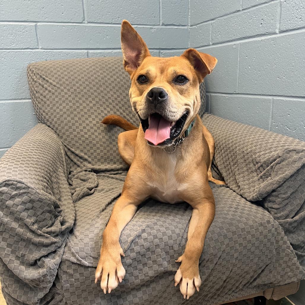 Enlarge Luna, a Adoptable Boxer in Columbus, GA image 2/6