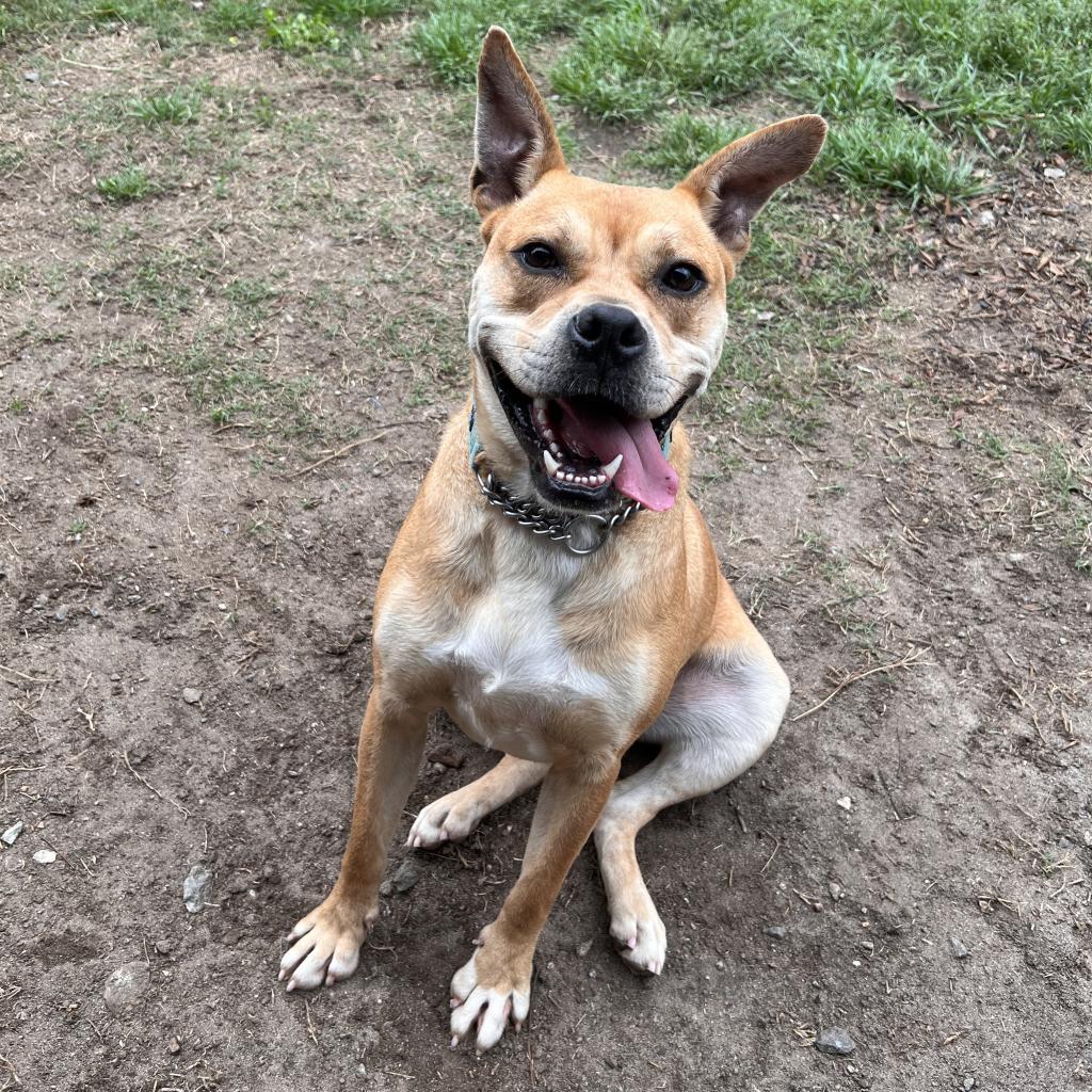 Enlarge Luna, a Adoptable Boxer in Columbus, GA image 3/6