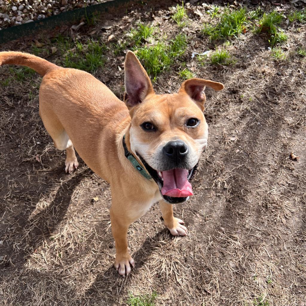 Enlarge Luna, a Adoptable Boxer in Columbus, GA image 4/6