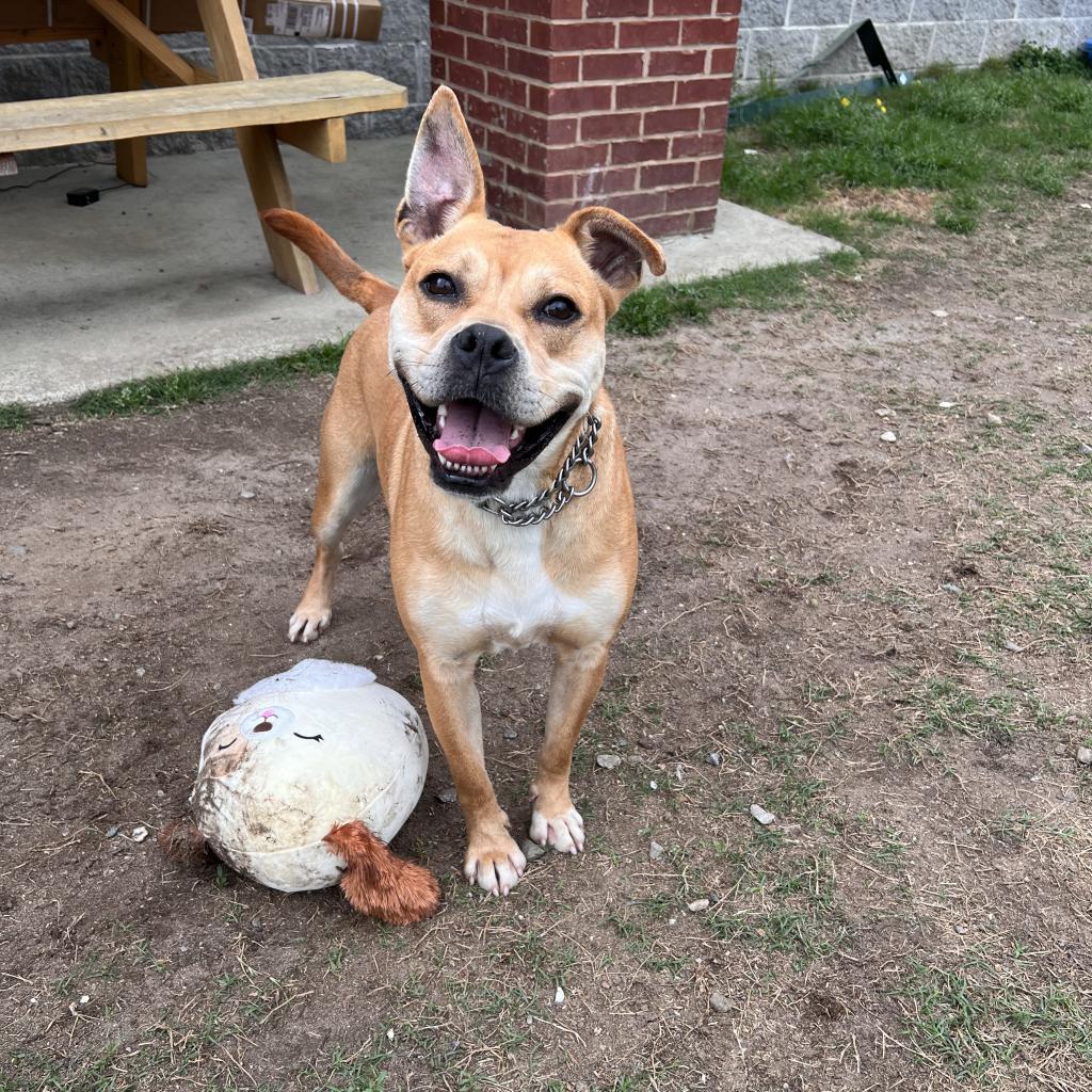 Enlarge Luna, a Adoptable Boxer in Columbus, GA image 5/6
