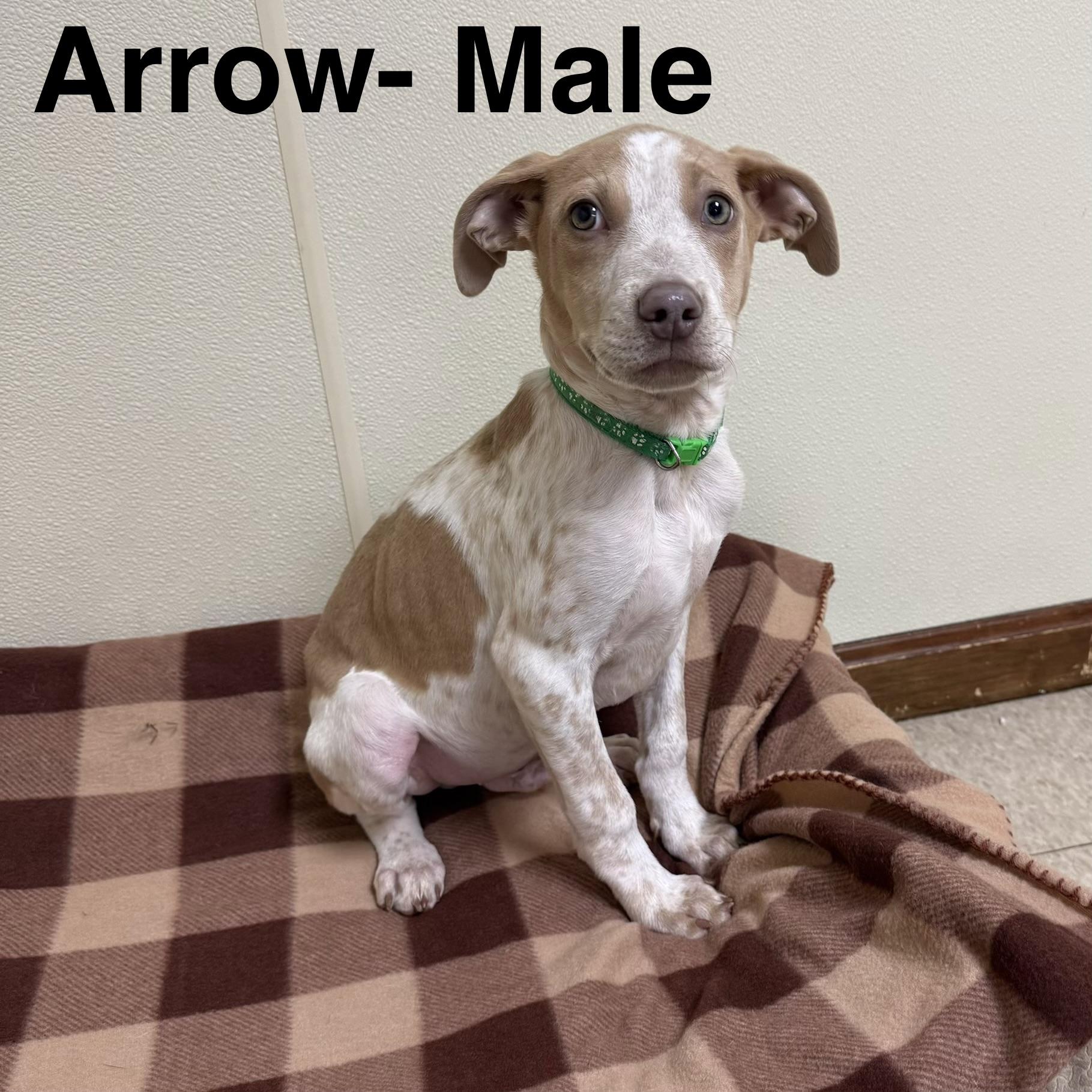 Arrow , a ADOPTABLE mixed breed in Douglas, MA image 1/4