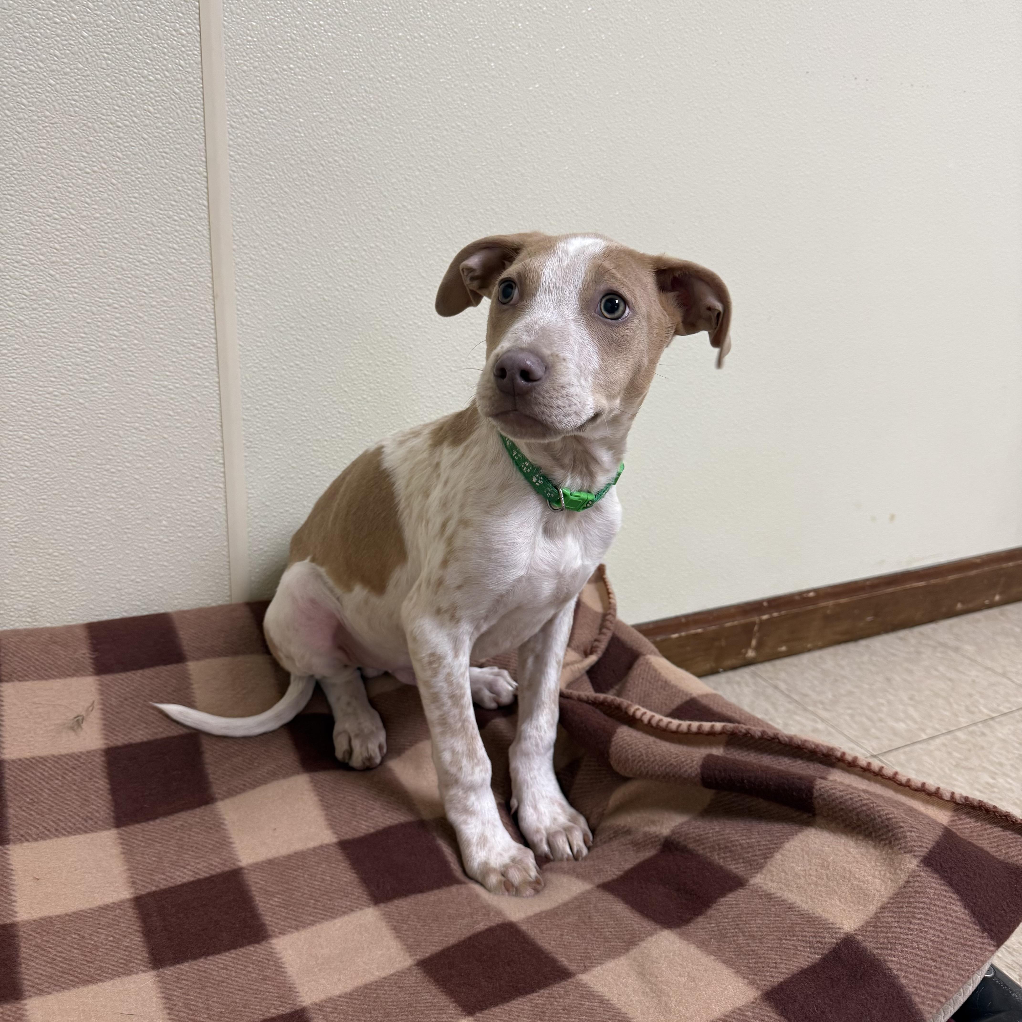 Arrow , a ADOPTABLE mixed breed in Douglas, MA image 2/4