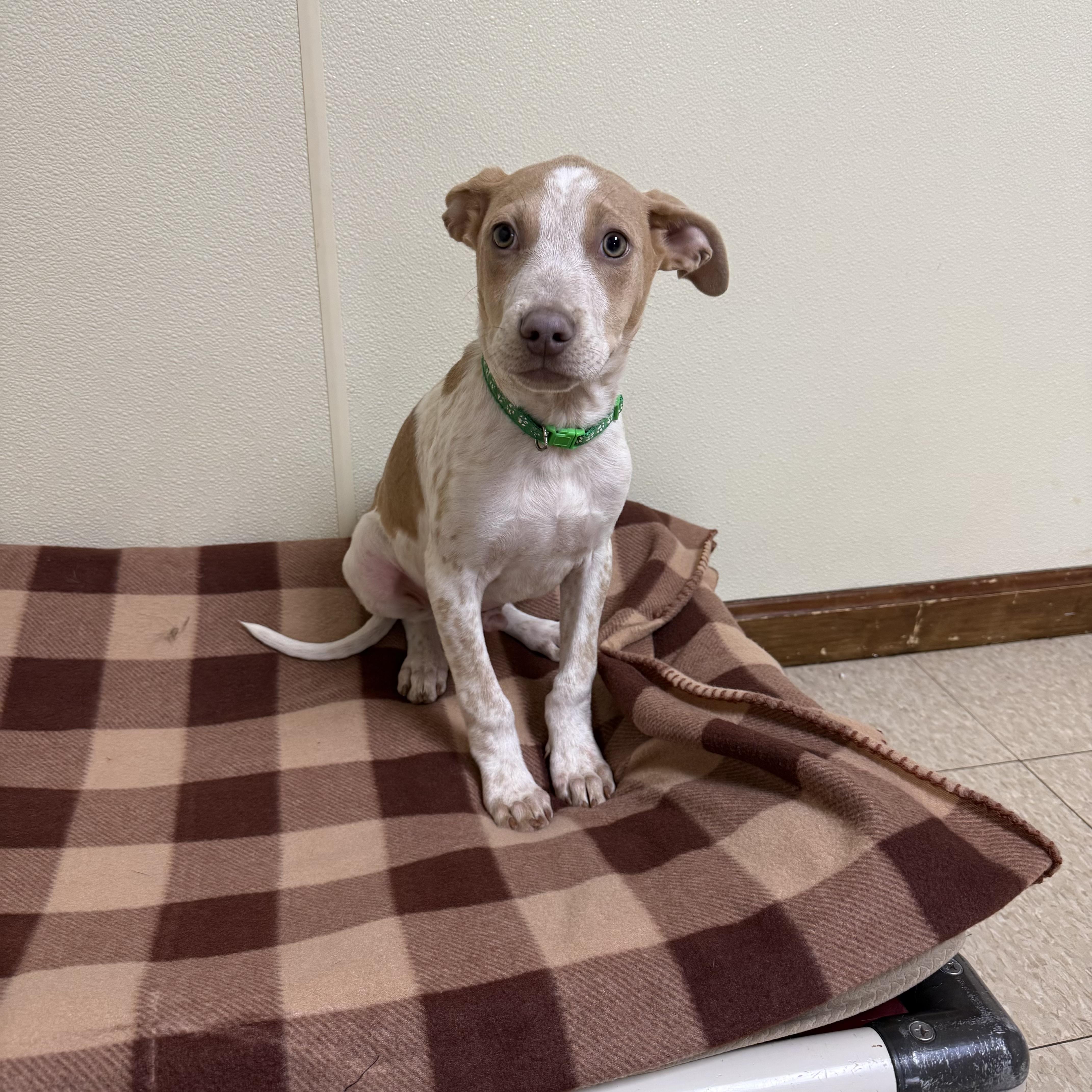 Arrow , a ADOPTABLE mixed breed in Douglas, MA image 3/4