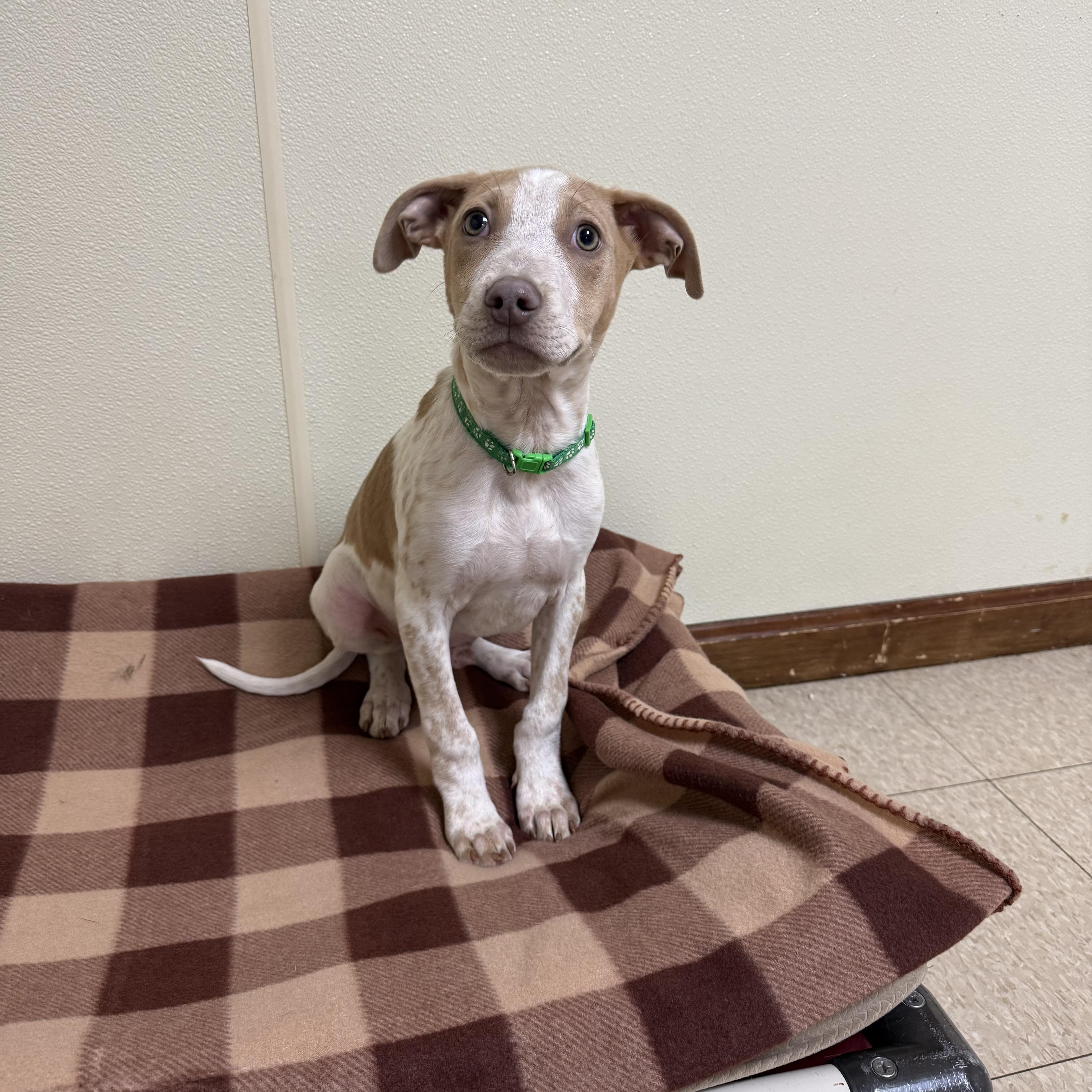 Arrow , a ADOPTABLE mixed breed in Douglas, MA image 4/4