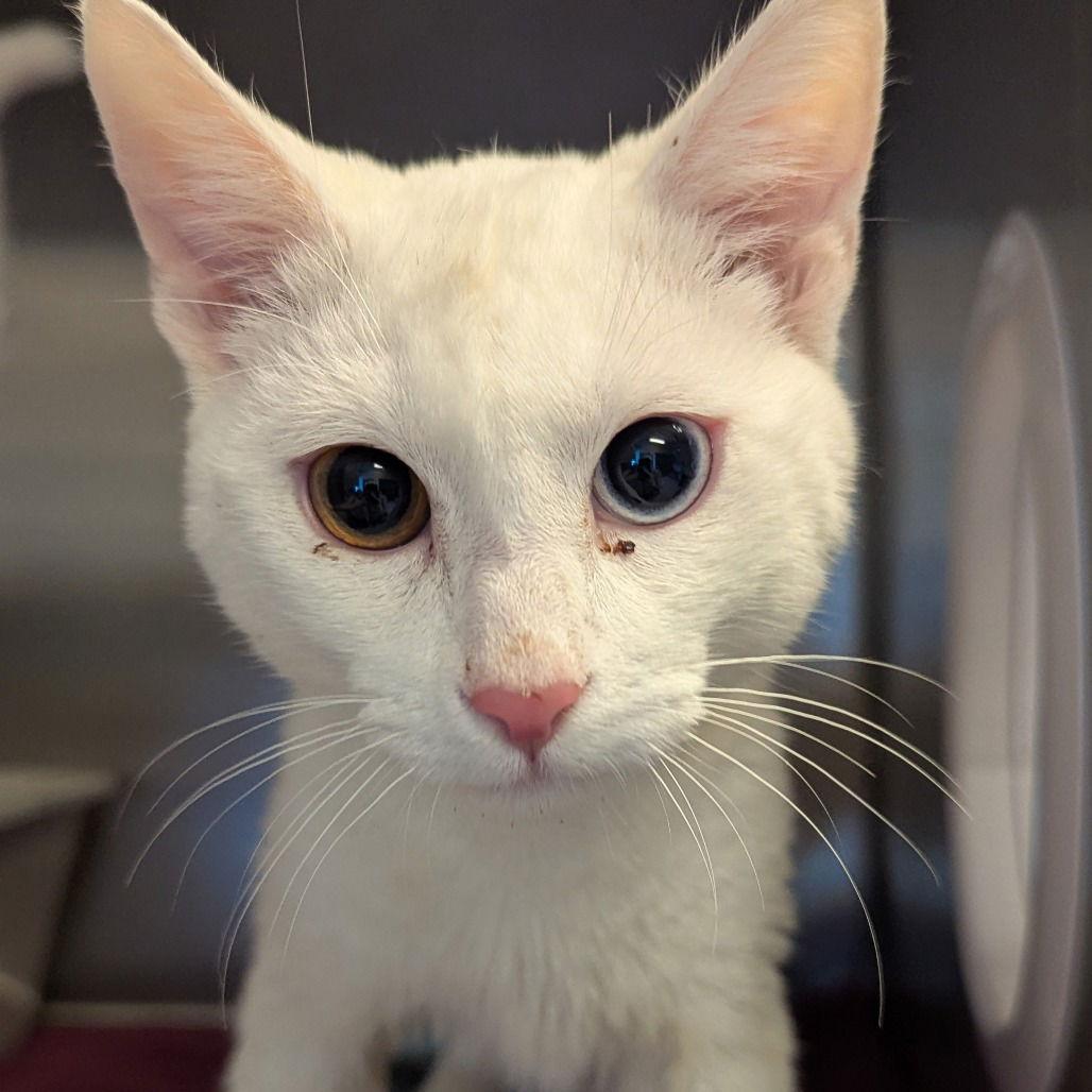 Lars, Adoptable, Young Male Domestic Short Hair.