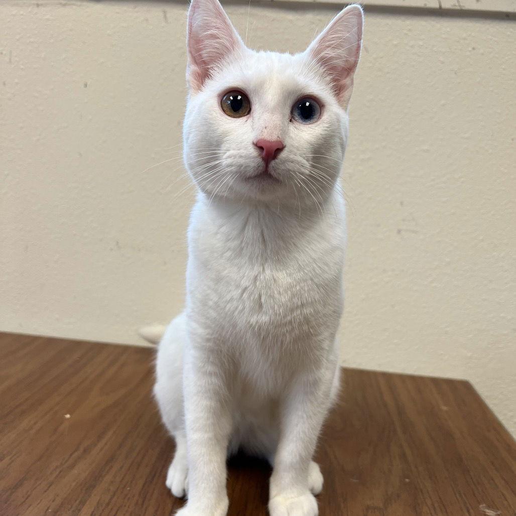 Lars, a Adoptable Domestic Short Hair in Rohnert Park, CA image 2/2