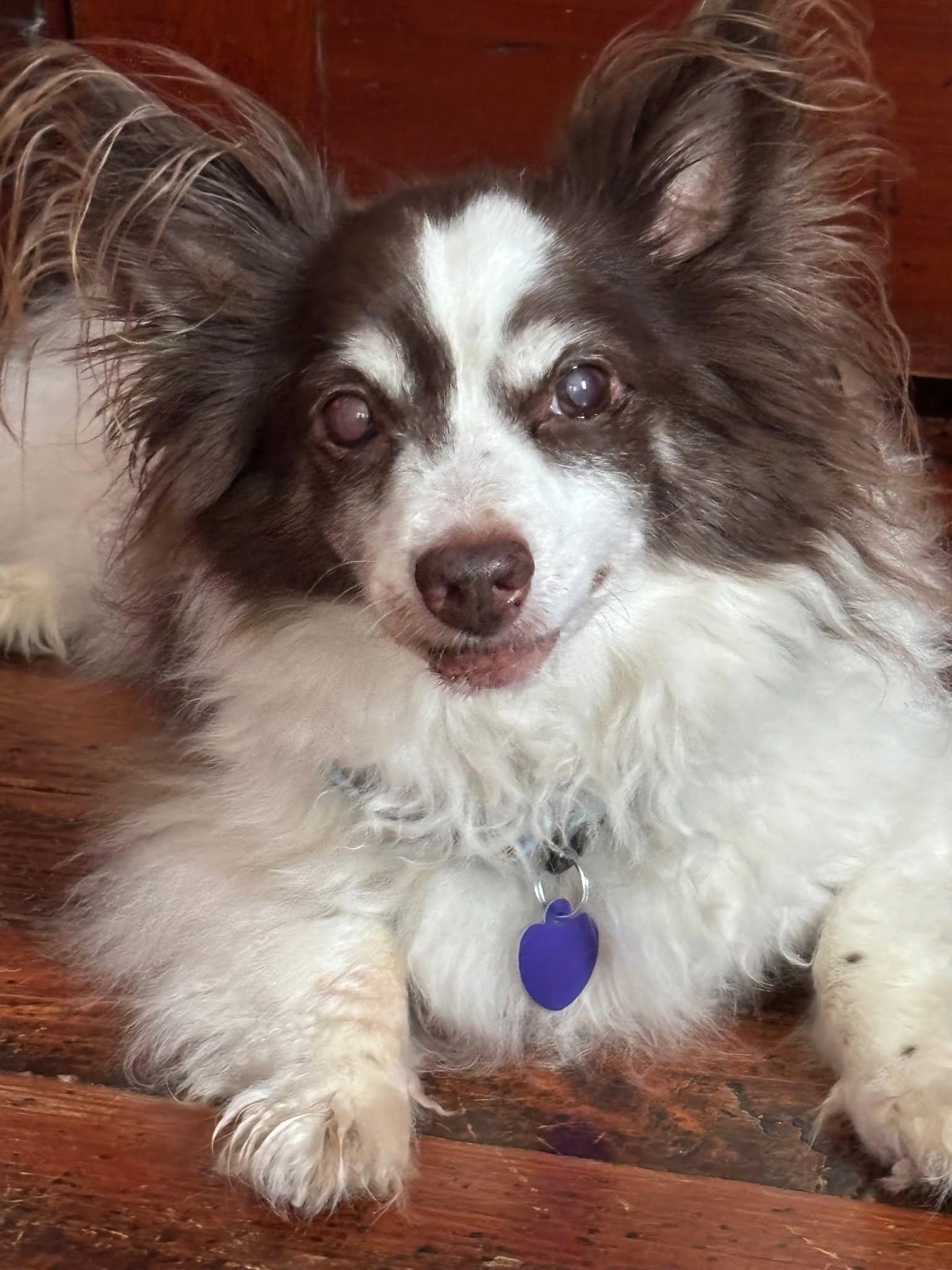 Enlarge Teddy, an adopted mixed breed in Rockville, MD image 2/6