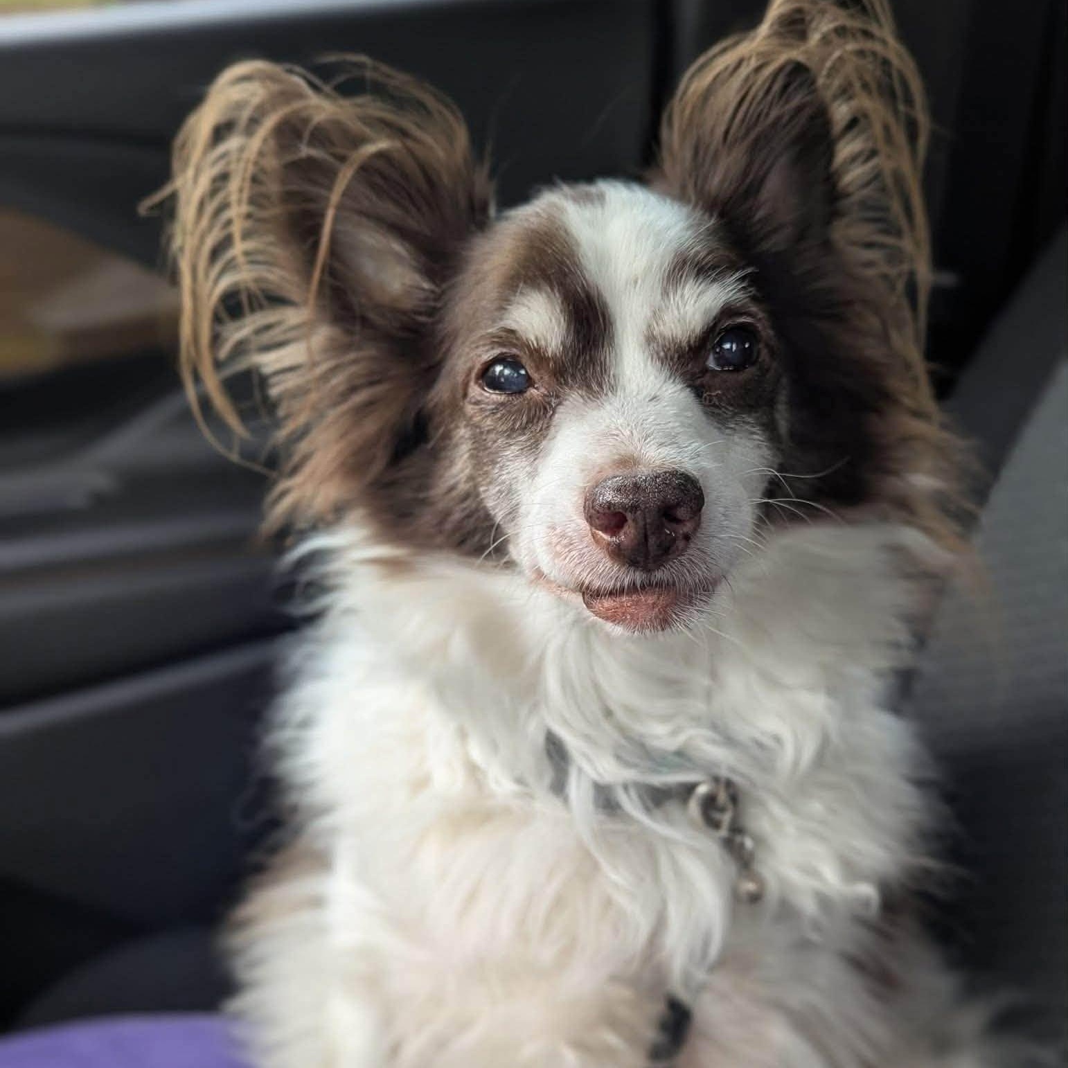 Teddy, adopted, Senior Male Papillon.