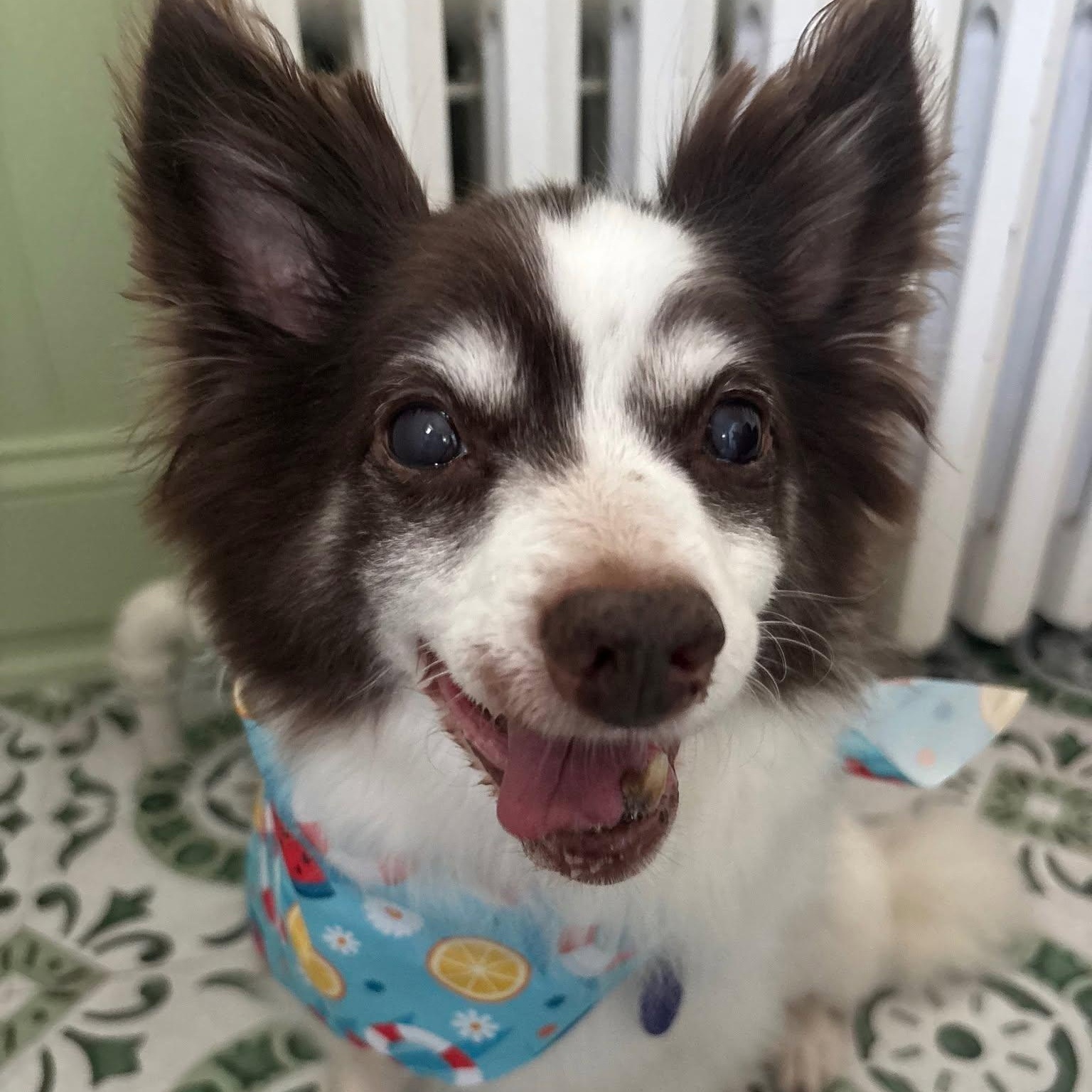 Enlarge Teddy, an adopted mixed breed in Rockville, MD image 6/6