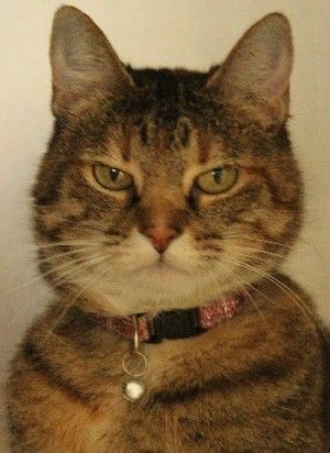 Sandy, a Adoptable mixed breed in Savannah, MO image 1/2