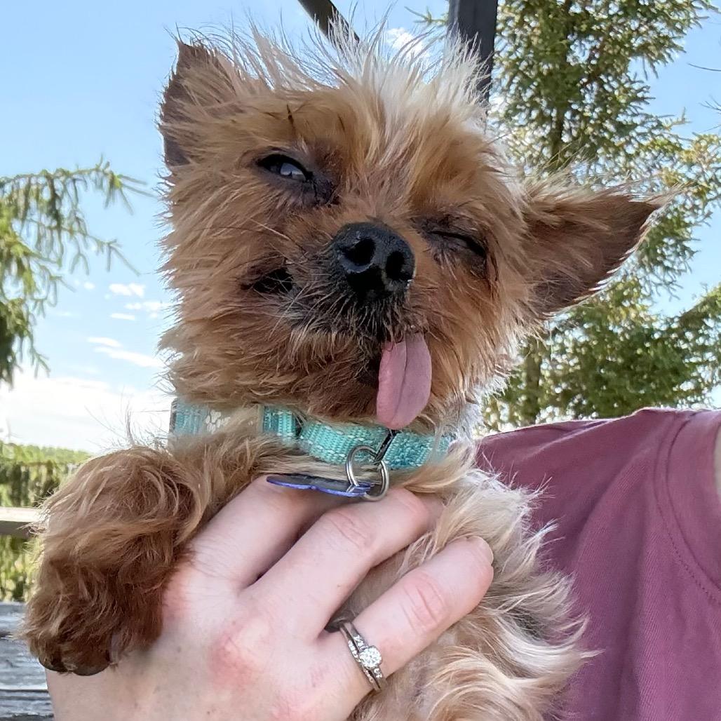 Fitzwilliam, Adoptable, Senior Male Yorkshire Terrier.
