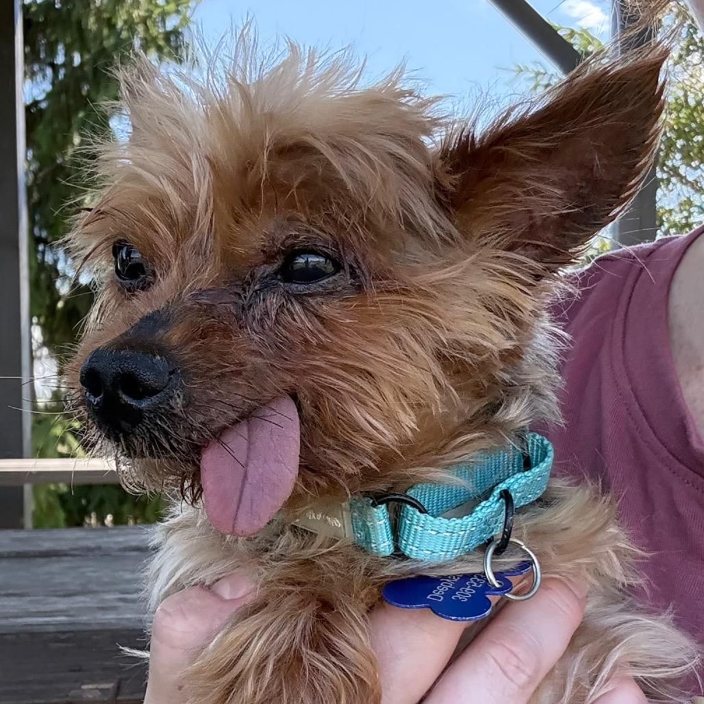 Fitzwilliam, a Adoptable Yorkshire Terrier in Hudson, IL image 2/4