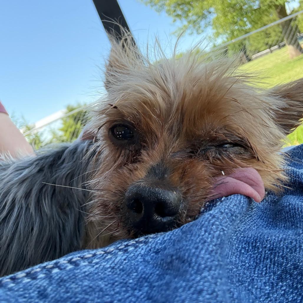 Fitzwilliam, a Adoptable Yorkshire Terrier in Hudson, IL image 3/4