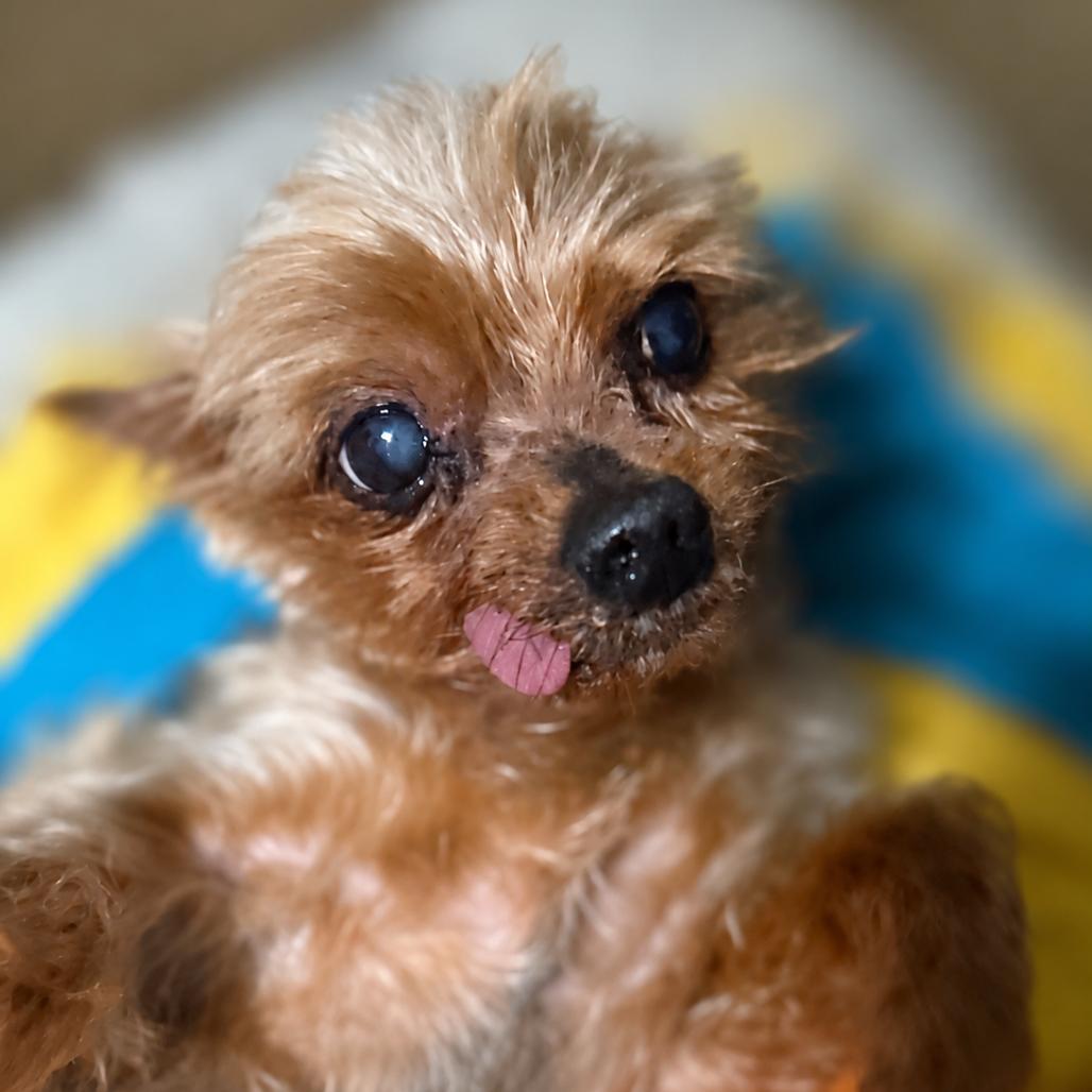 Fitzwilliam, a Adoptable Yorkshire Terrier in Hudson, IL image 4/4