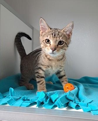 Oliver, Baby Male unknown