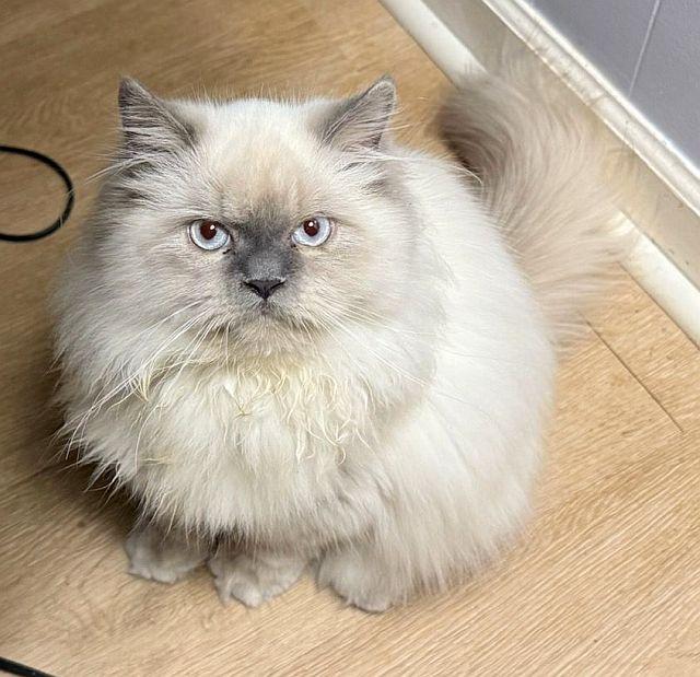 KALEB, Adoptable, Young Male Himalayan.