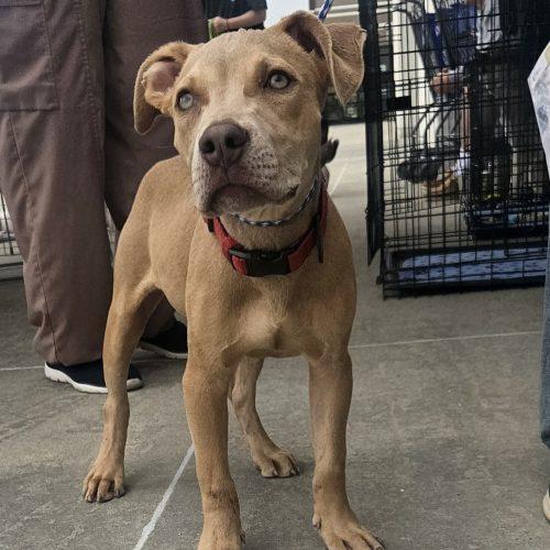 Bruce, a Adoptable American Staffordshire Terrier in Kirksville, MO image 1/2
