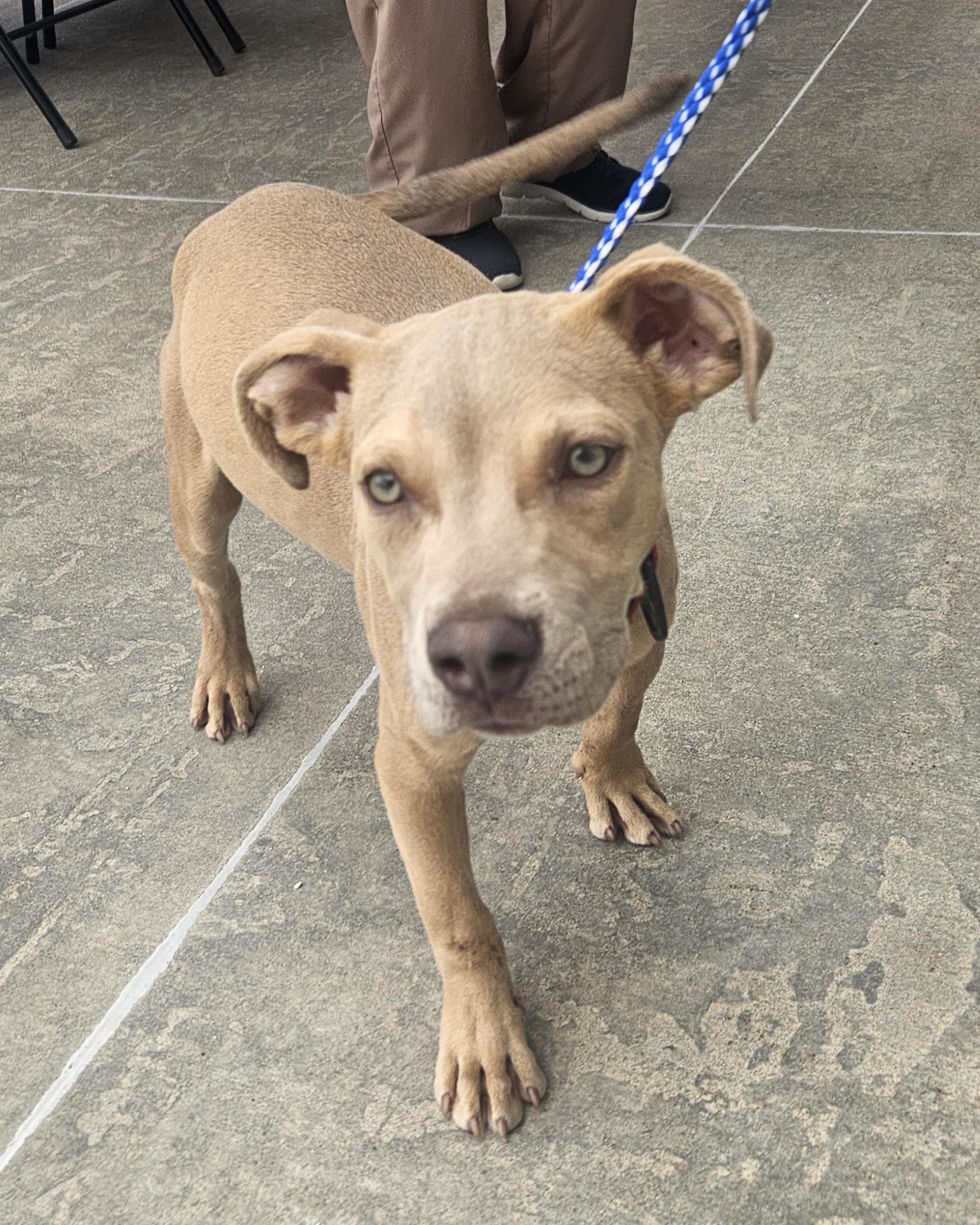Bruce, a Adoptable American Staffordshire Terrier in Kirksville, MO image 2/2