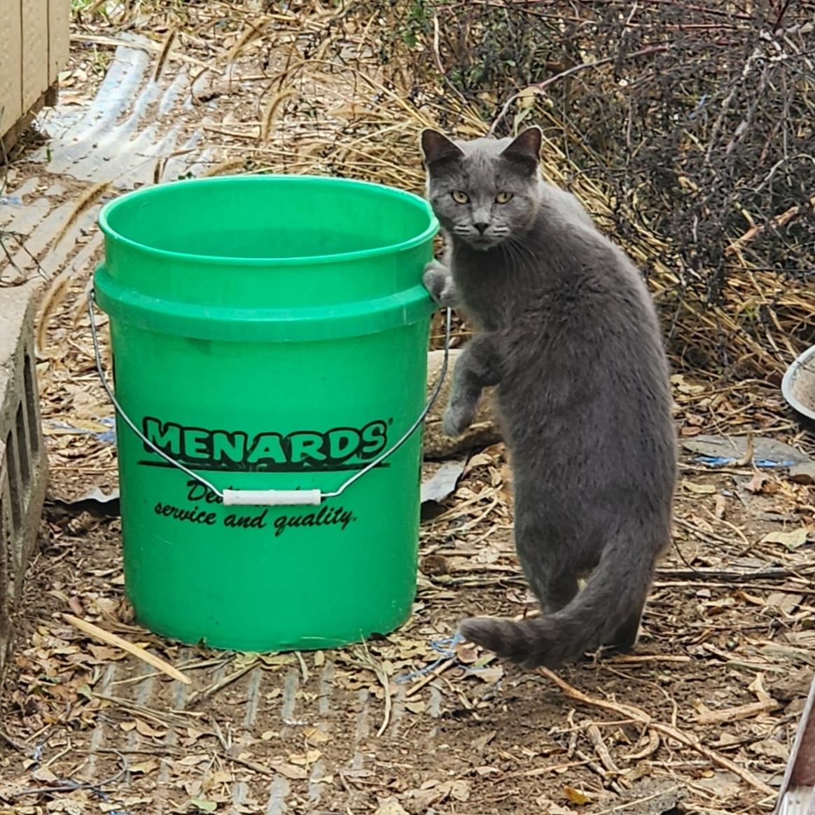 Emmie, an adopted Domestic Short Hair in Lincoln, NE image 4/6
