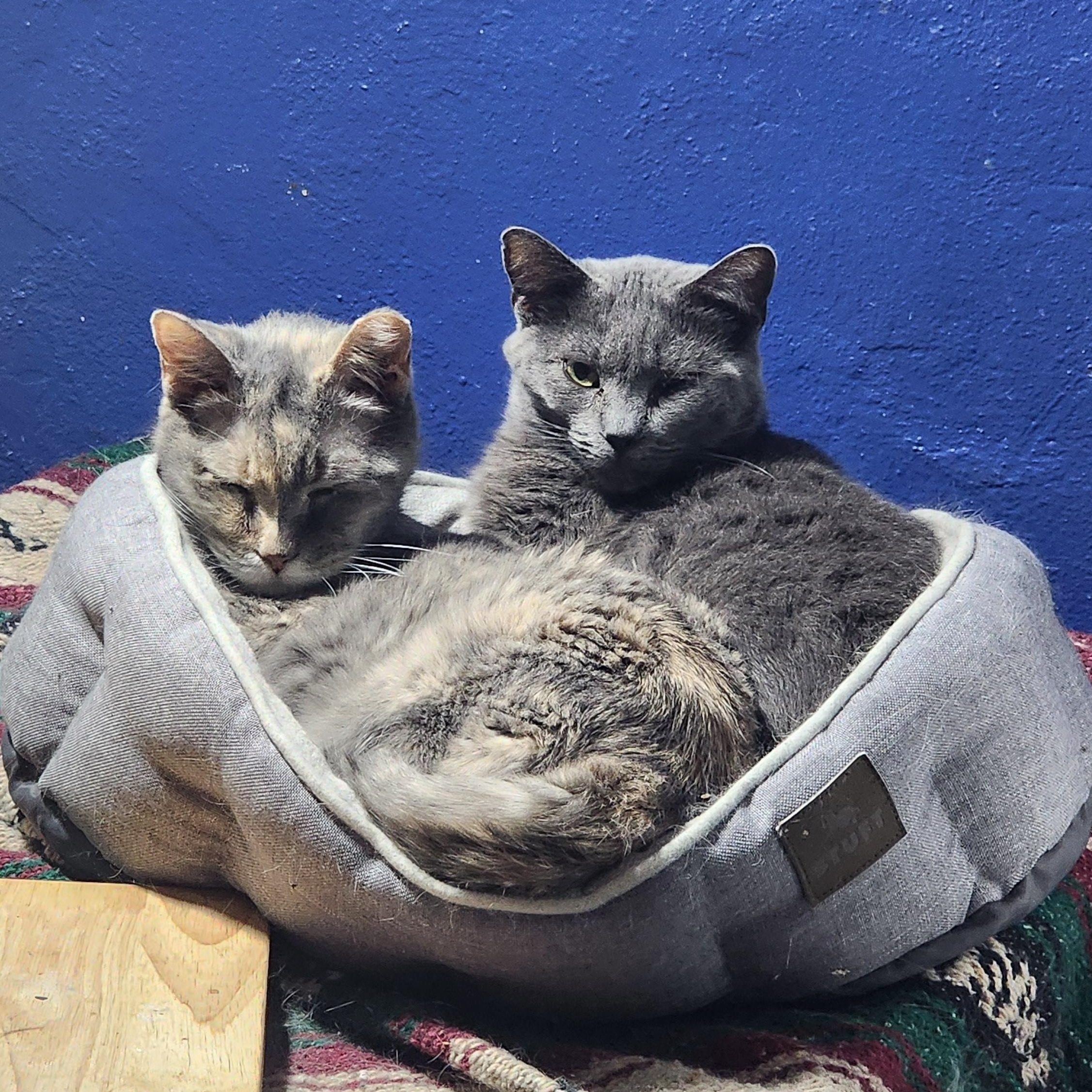 Emmie, an adopted Domestic Short Hair in Lincoln, NE image 6/6