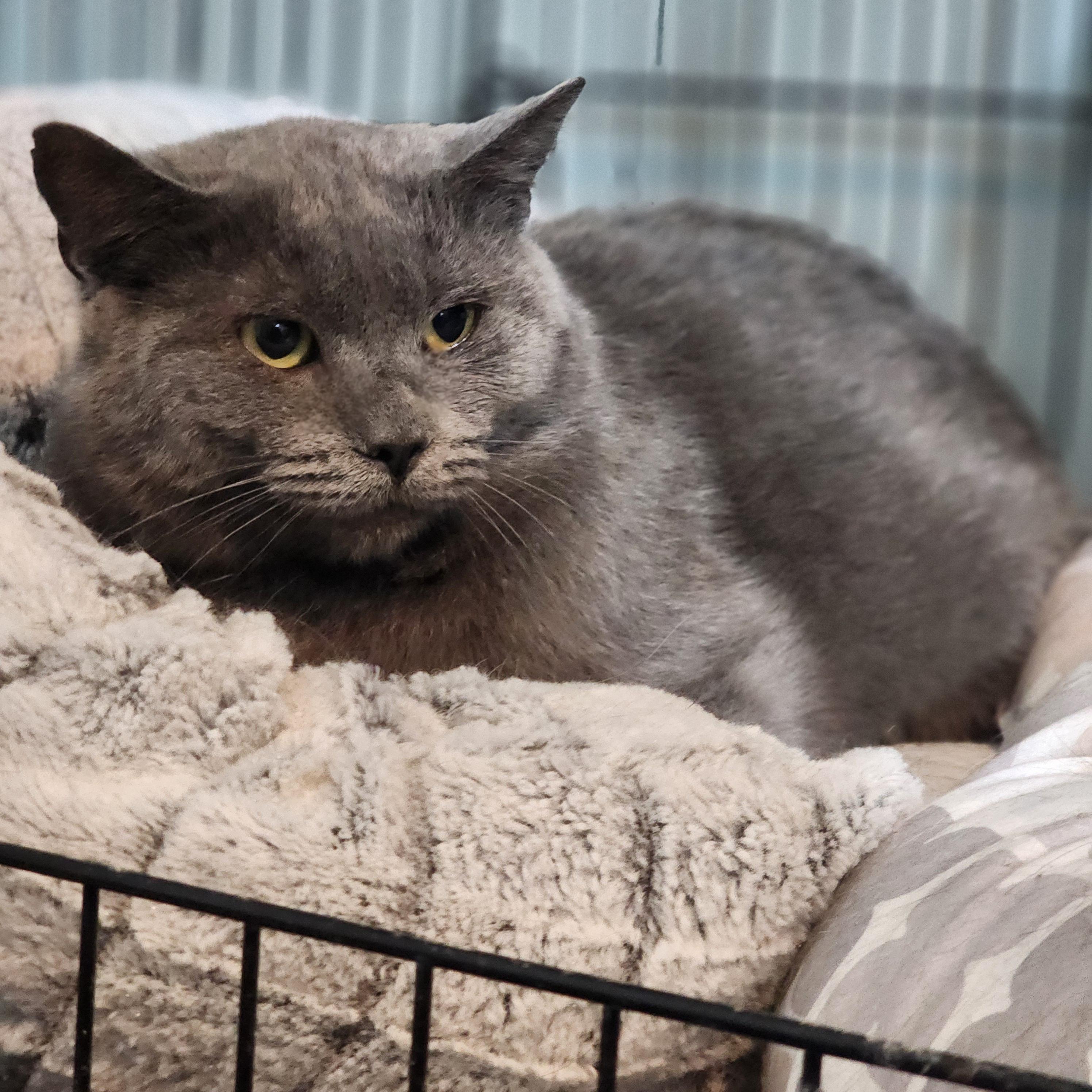 Emmie, an adopted Domestic Short Hair in Lincoln, NE image 5/6