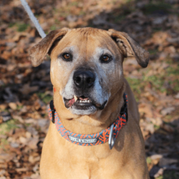 Dog for adoption Shine, a Boxer Mix in Lyndhurst, VA Petfinder