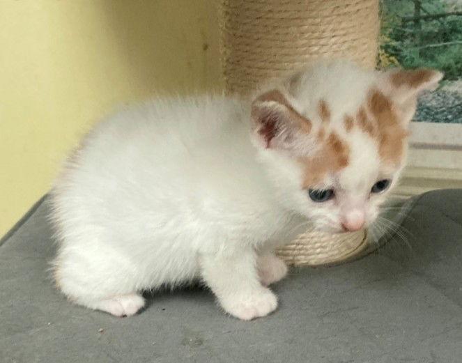 Milo, adopted, Kitten Male Domestic Short Hair.
