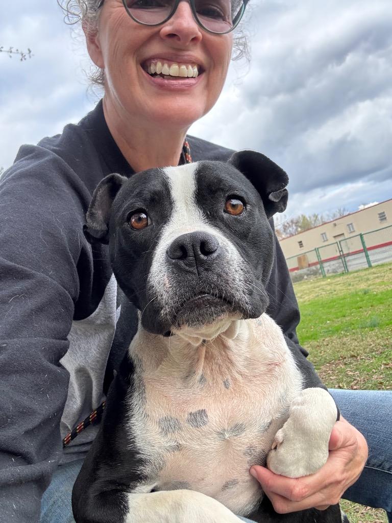 Meko, Adoptable, Young Female Pit Bull Terrier.