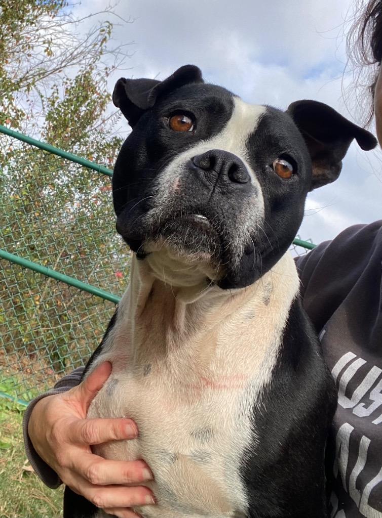 Enlarge Meko, a Adoptable Pit Bull Terrier in Little Rock, AR image 2/3