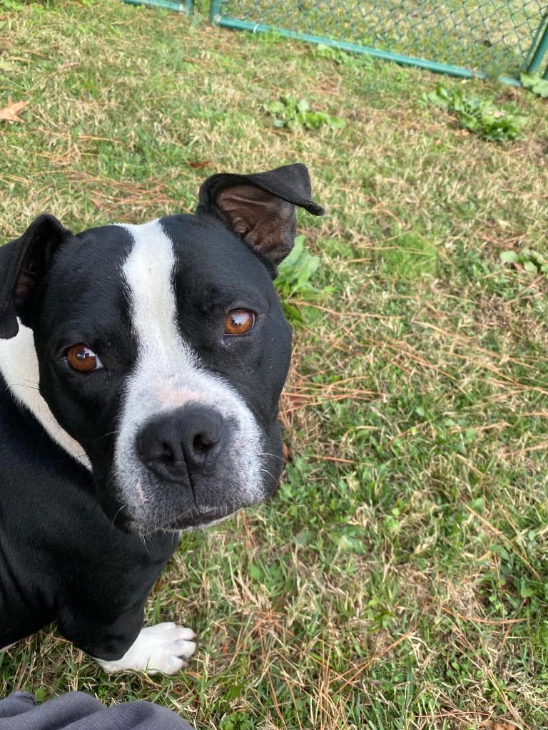Enlarge Meko, a Adoptable Pit Bull Terrier in Little Rock, AR image 3/3