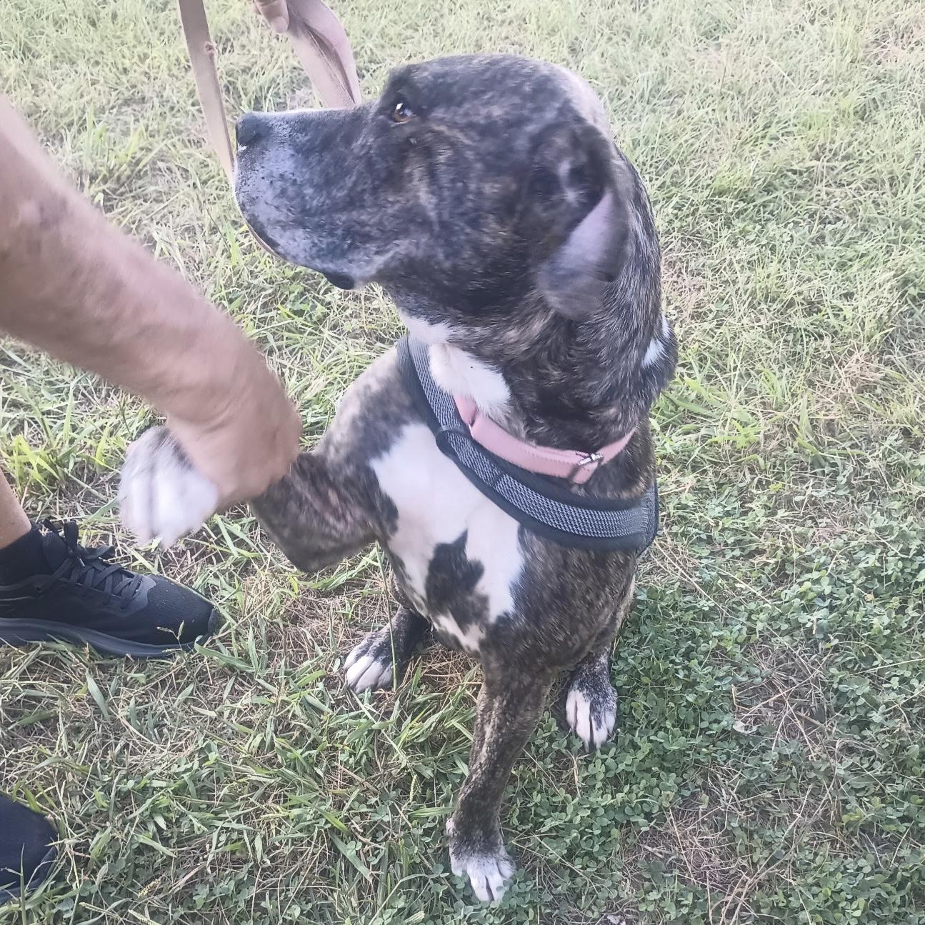 Enlarge Chong, a Adoptable mixed breed in Stowe, VT image 6/6