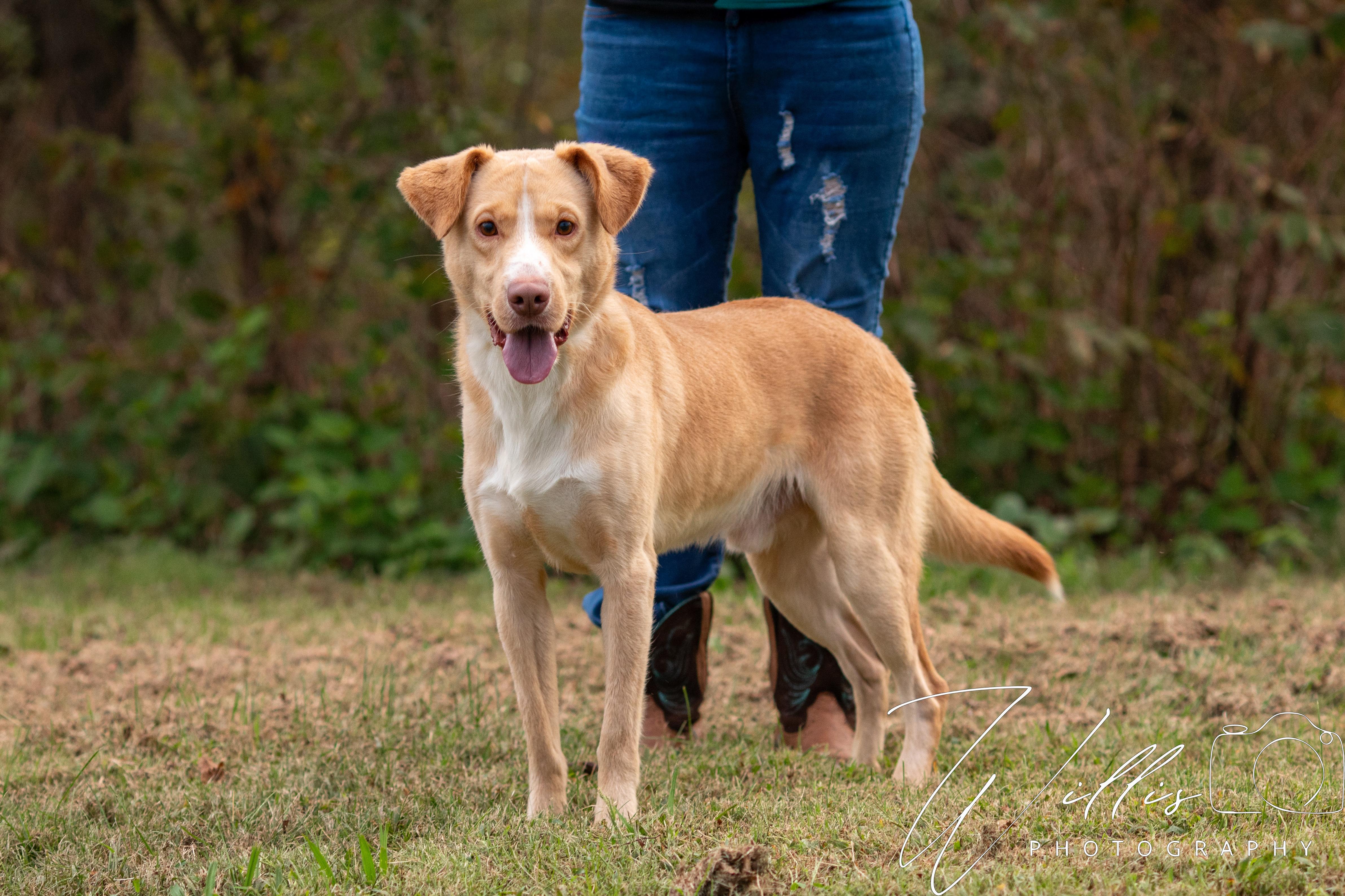 Enlarge Tuck-Adoption Sponsored, an adoptable mixed breed in Dixon, KY image 2/3