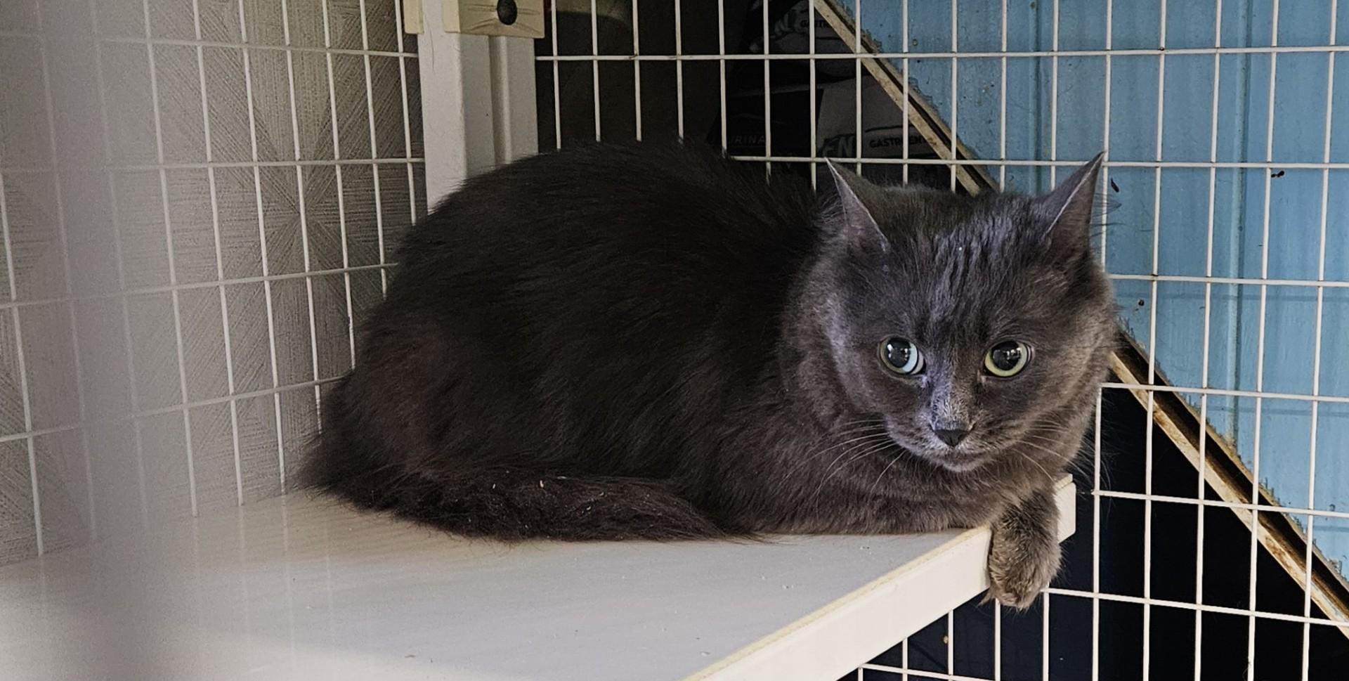 Enlarge Rosalynn, a ADOPTABLE Domestic Long Hair in Claremont, NH image 1/1