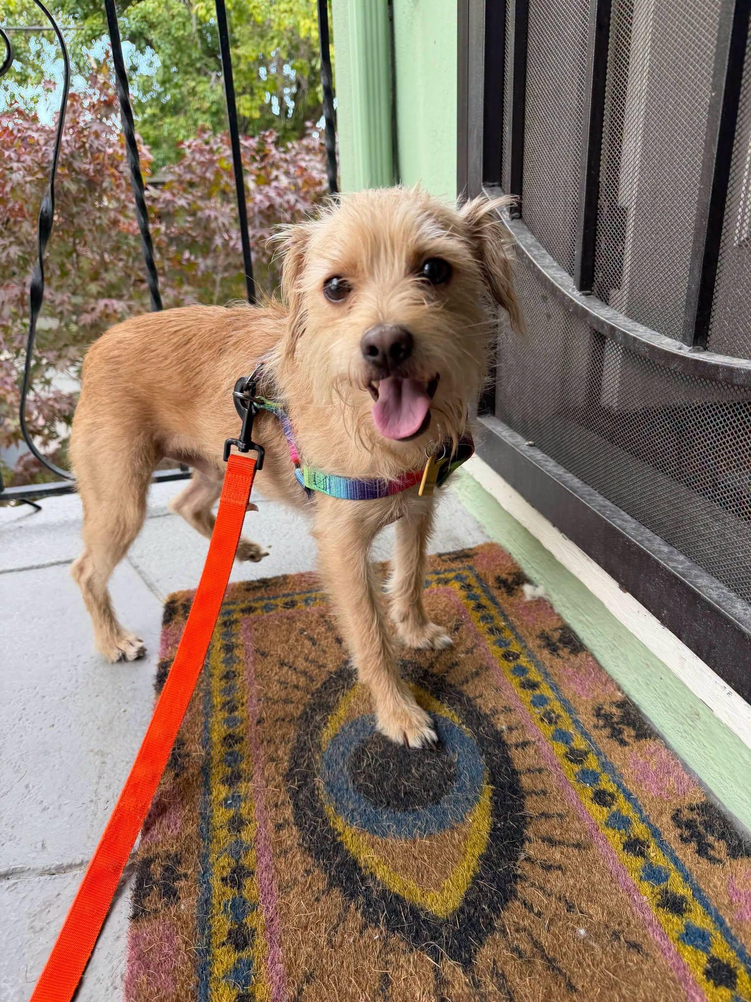 Skipper, an adopted mixed breed in Oakland, CA image 6/6