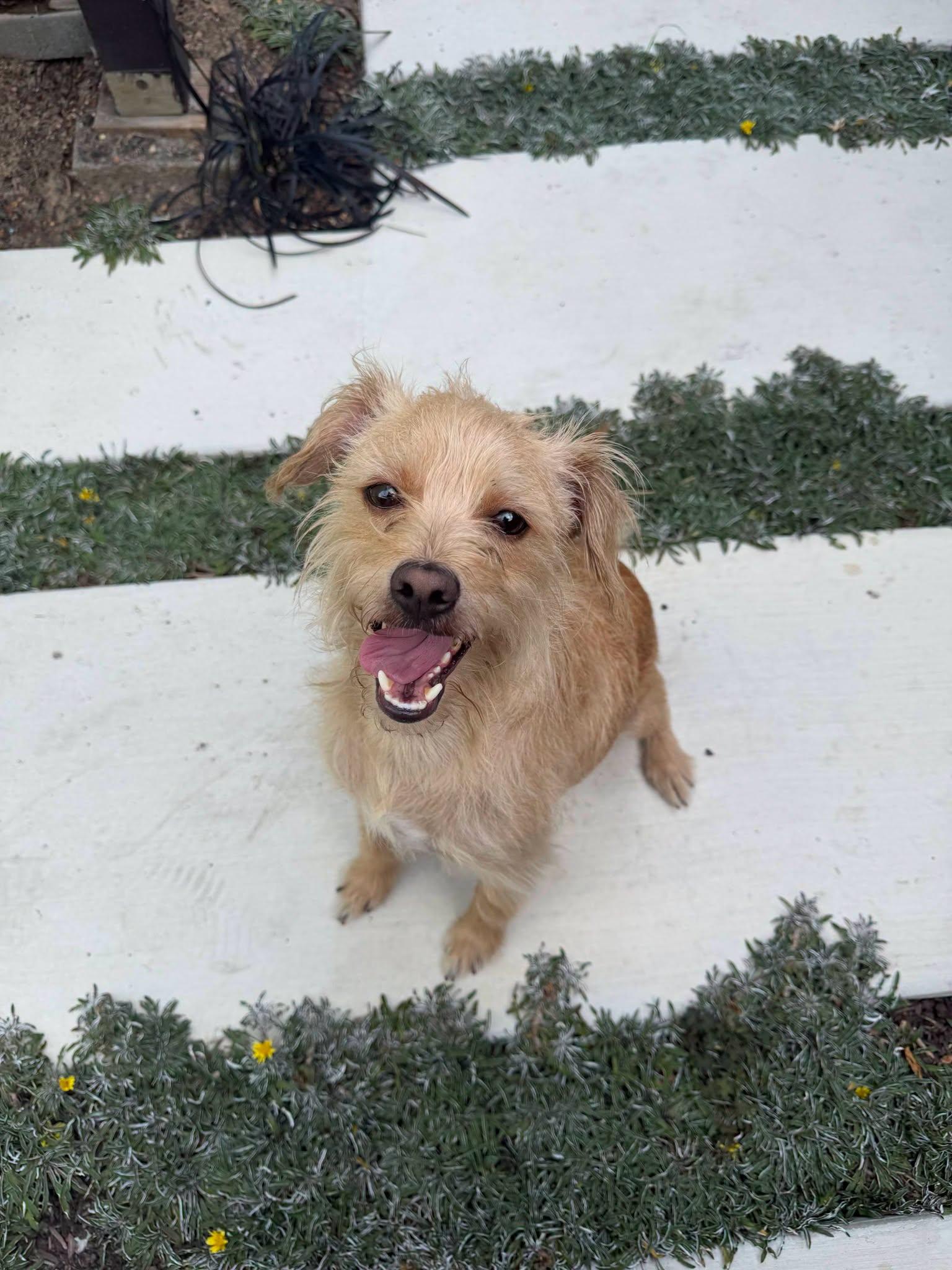 Skipper, an adopted mixed breed in Oakland, CA image 4/6