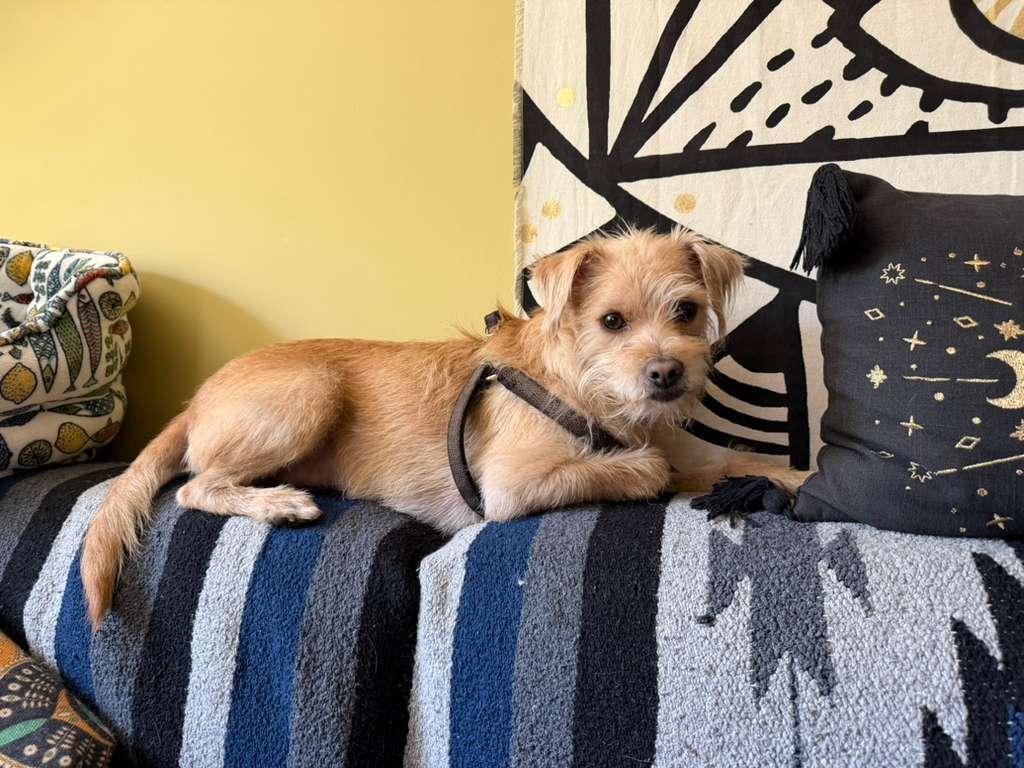 Skipper, an adopted mixed breed in Oakland, CA image 3/6