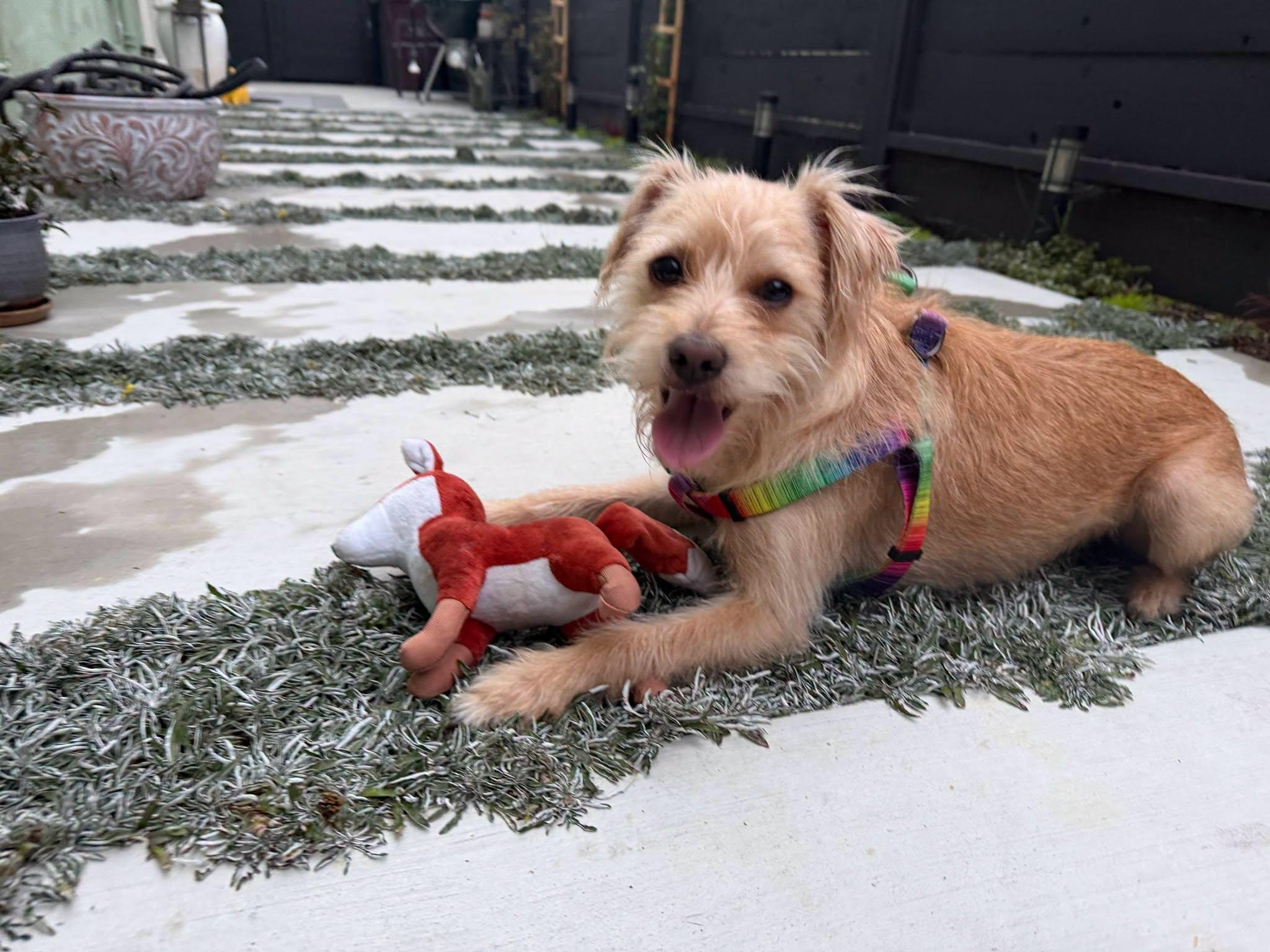 Skipper, an adopted mixed breed in Oakland, CA image 5/6