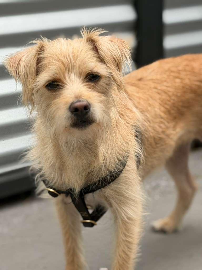 Skipper, adopted, Young Male Border Terrier.