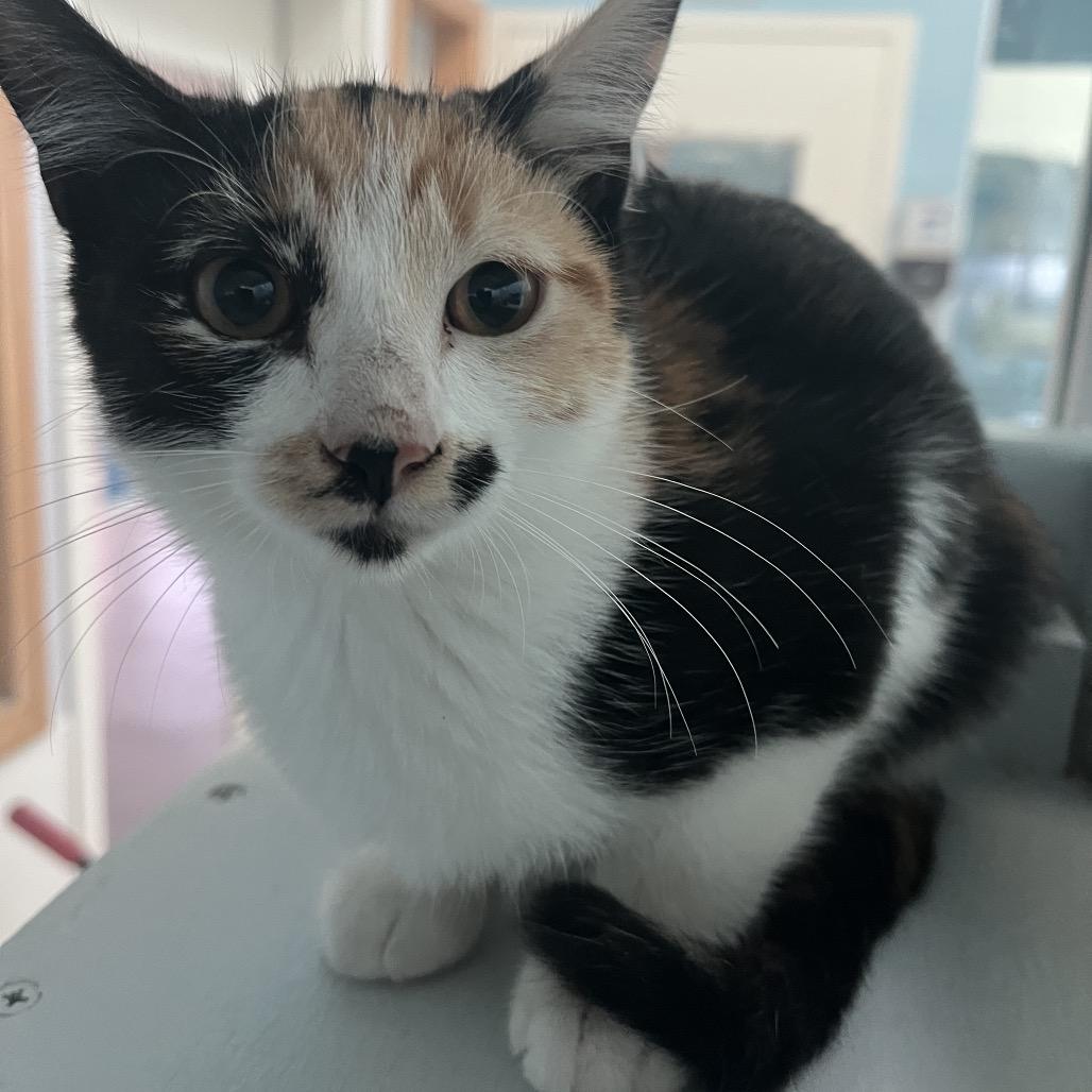 Enlarge Toffee, a Adoptable Domestic Short Hair in Hawthorne, CA image 1/1