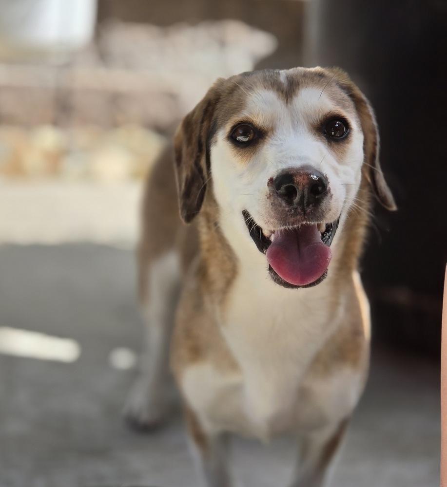 Mochi, Adoptable, Young Female Corgi & Beagle.