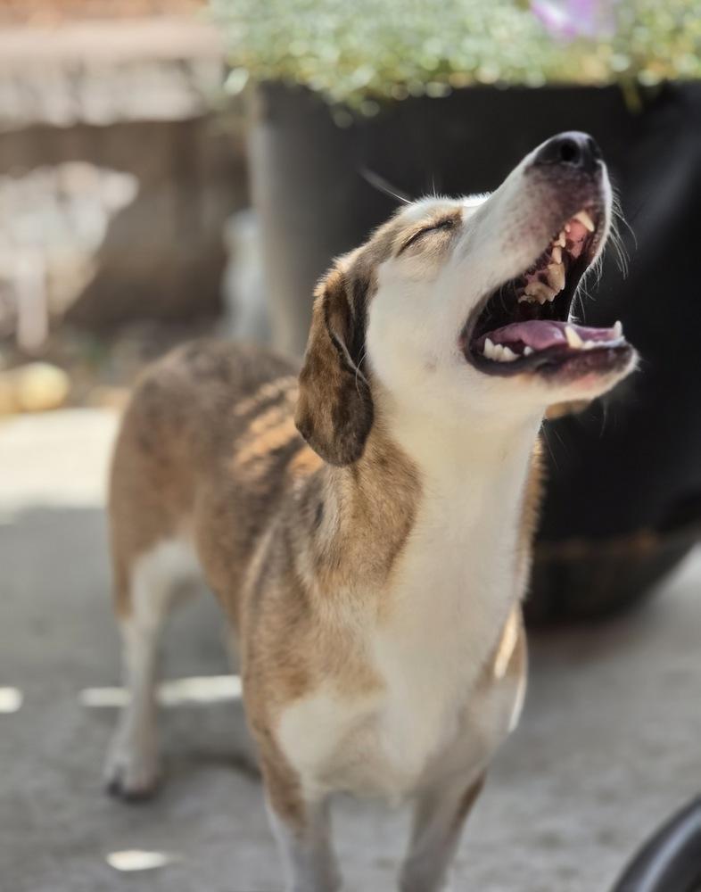 Enlarge Mochi, a Adoptable mixed breed in Sedalia, CO image 2/6