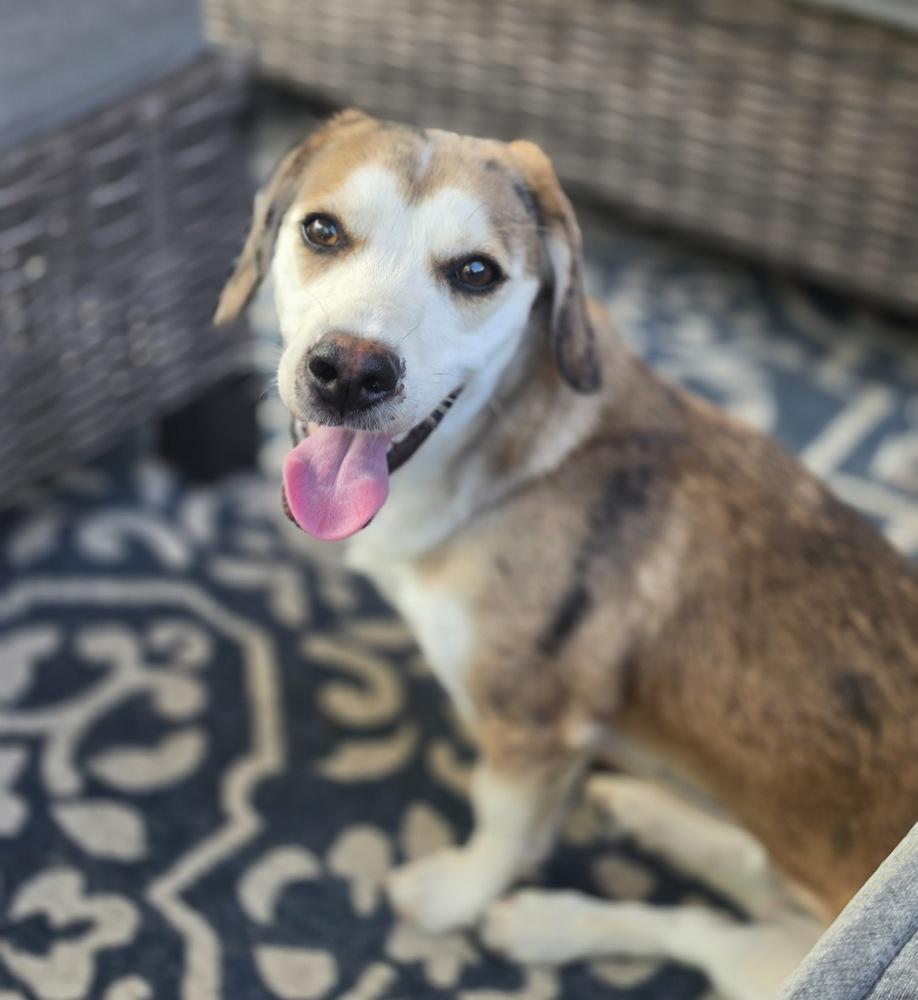 Enlarge Mochi, a Adoptable mixed breed in Sedalia, CO image 4/6