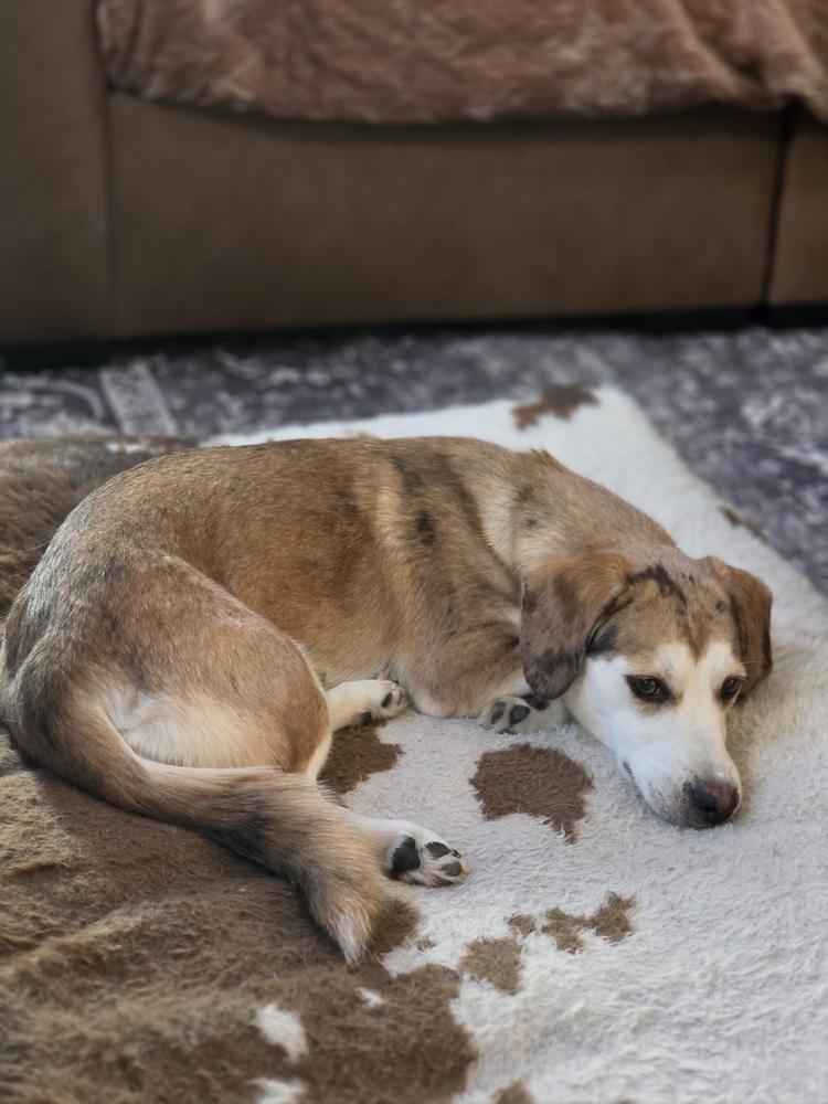 Enlarge Mochi, a Adoptable mixed breed in Sedalia, CO image 5/6