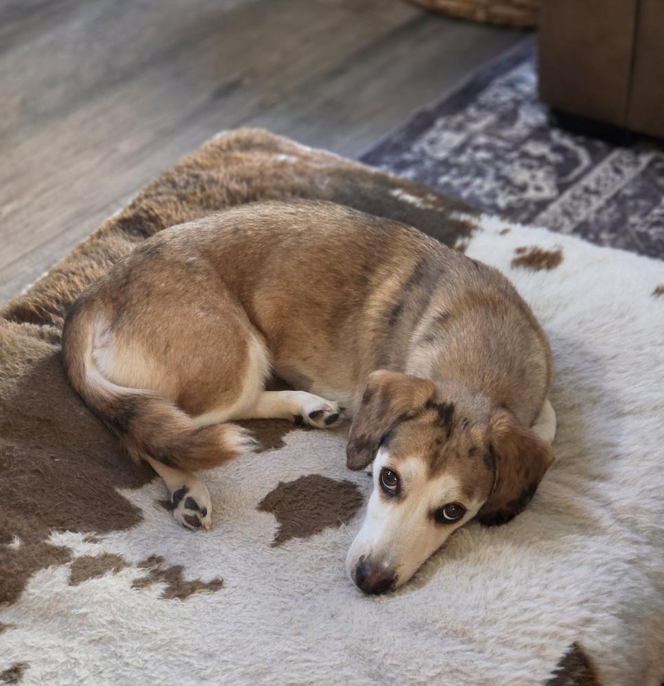 Enlarge Mochi, a Adoptable mixed breed in Sedalia, CO image 6/6