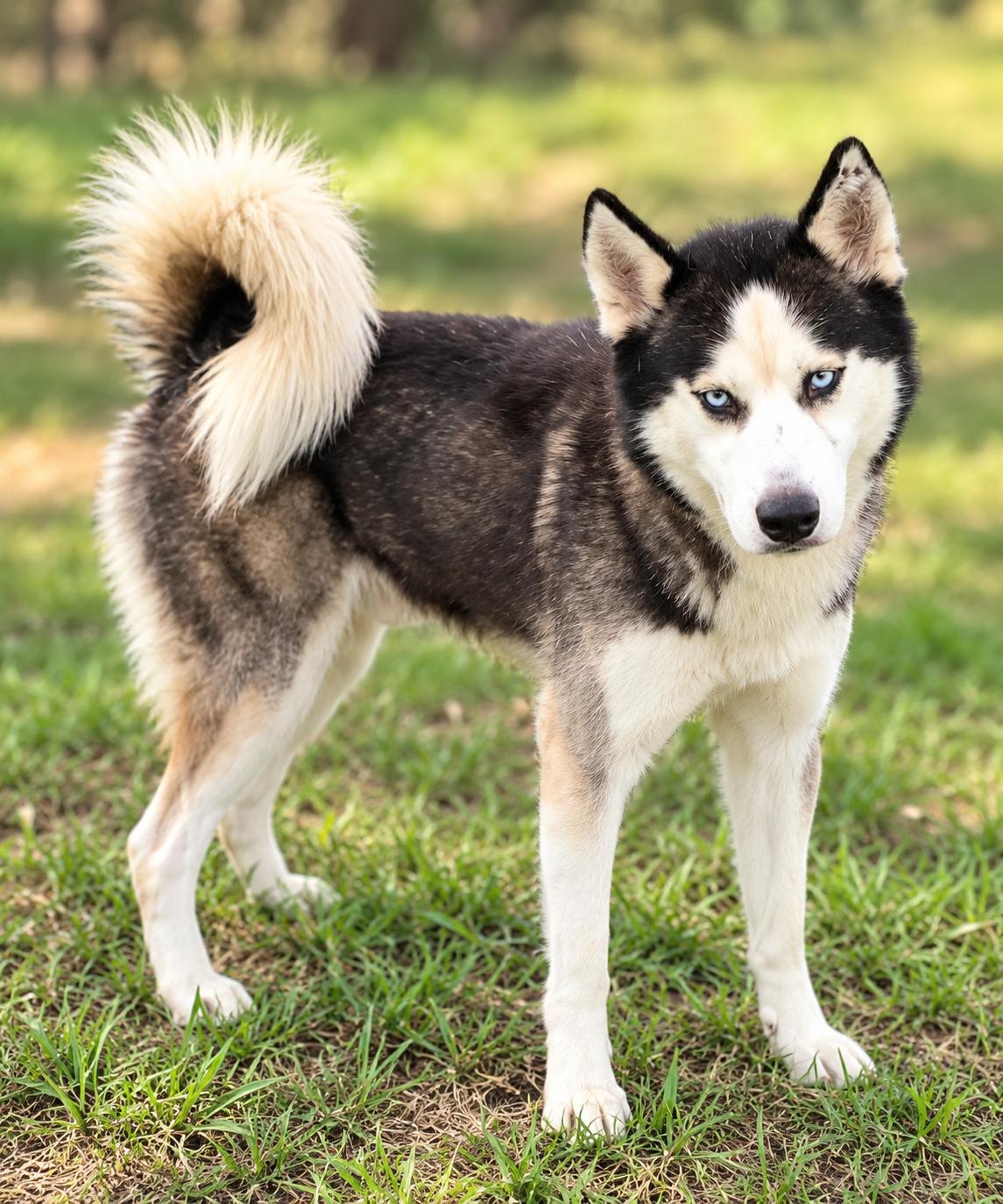 Frey *Foster Needed*, Adoptable, Adult Male Siberian Husky.