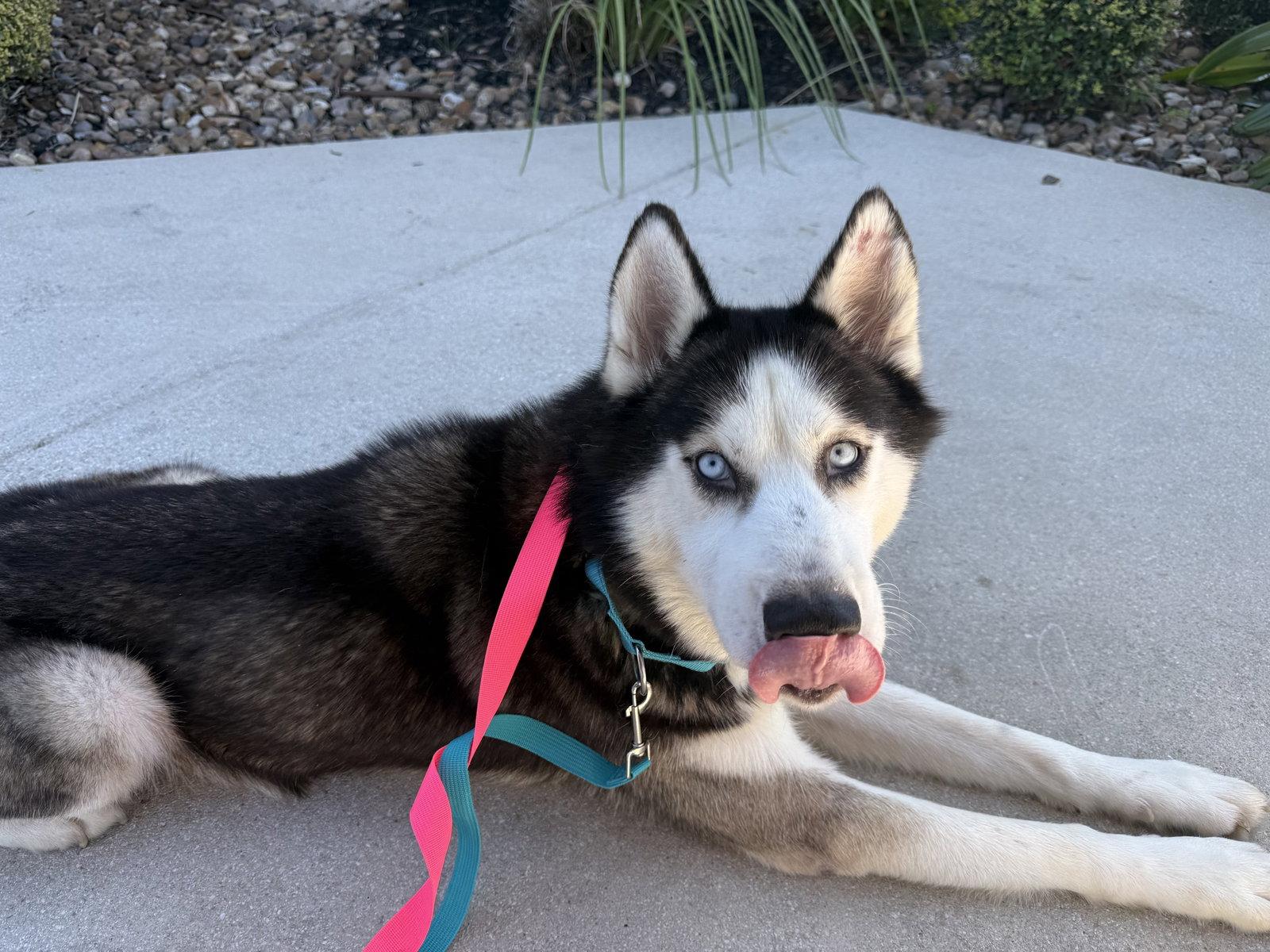 Enlarge Frey *Foster Needed*, a Adoptable Siberian Husky in Carrollton, TX image 2/3